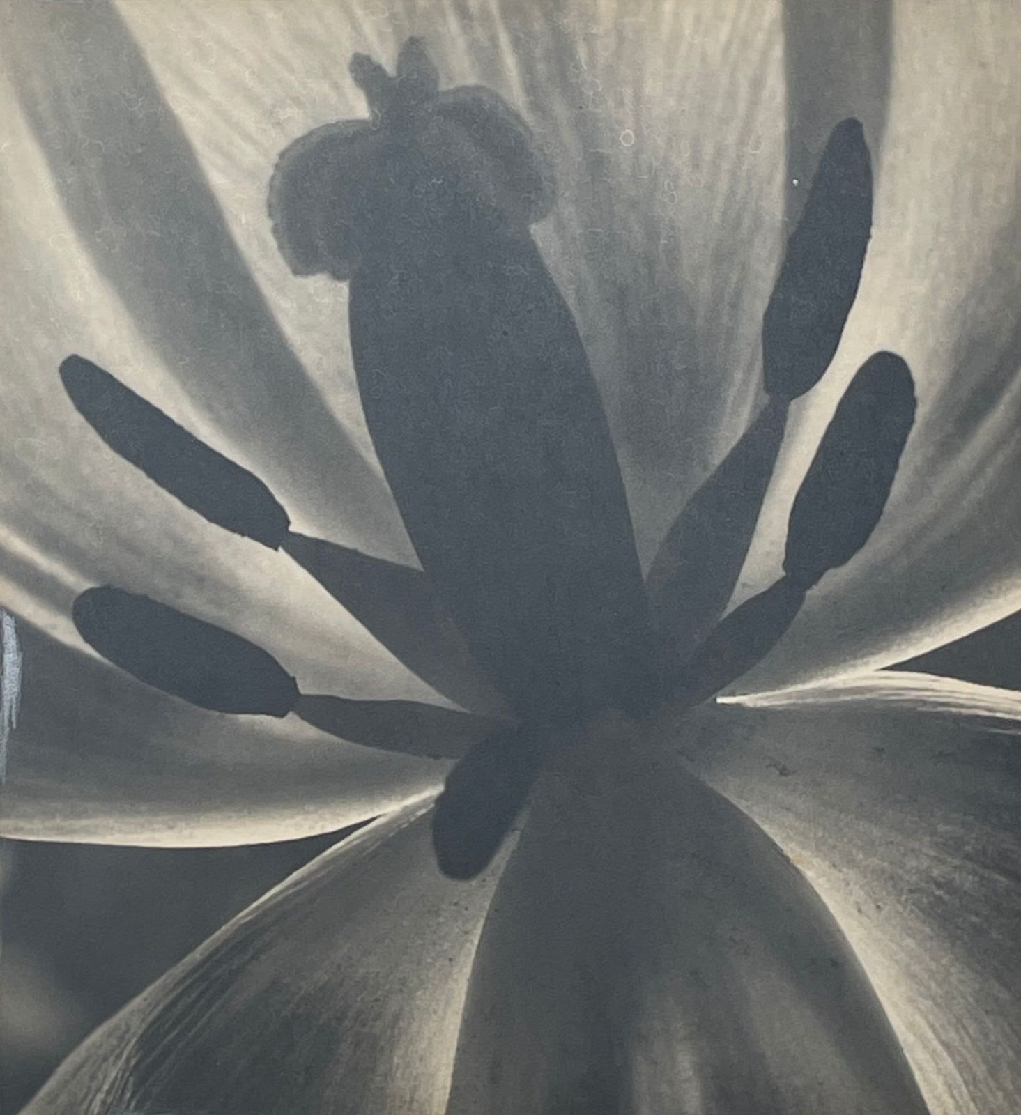 Danish Vintage Mid Century Large Scale Fine Art Photography From The 1940’s By Artist Aage Lillesøe With Motive Of Tulip Flower photo for sale