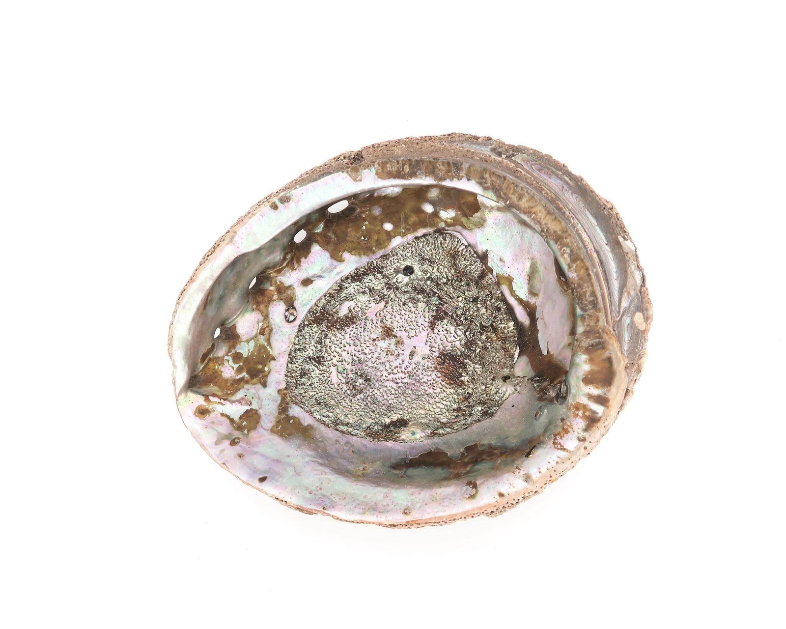 Large Seashell : Large Abalone Mother Of Pearl, 1960s / Ring Dish, Tray, Jewelry Display, Boho Chic, Bohemian, Folk Bathroom photo for sale