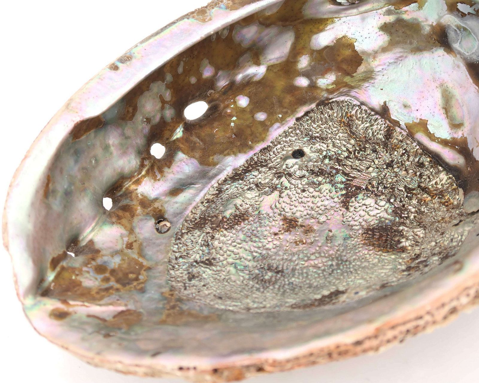 Large Seashell : Large Abalone Mother Of Pearl, 1960s / Ring Dish, Tray, Jewelry Display, Boho Chic, Bohemian, Folk Bathroom photo vinterior