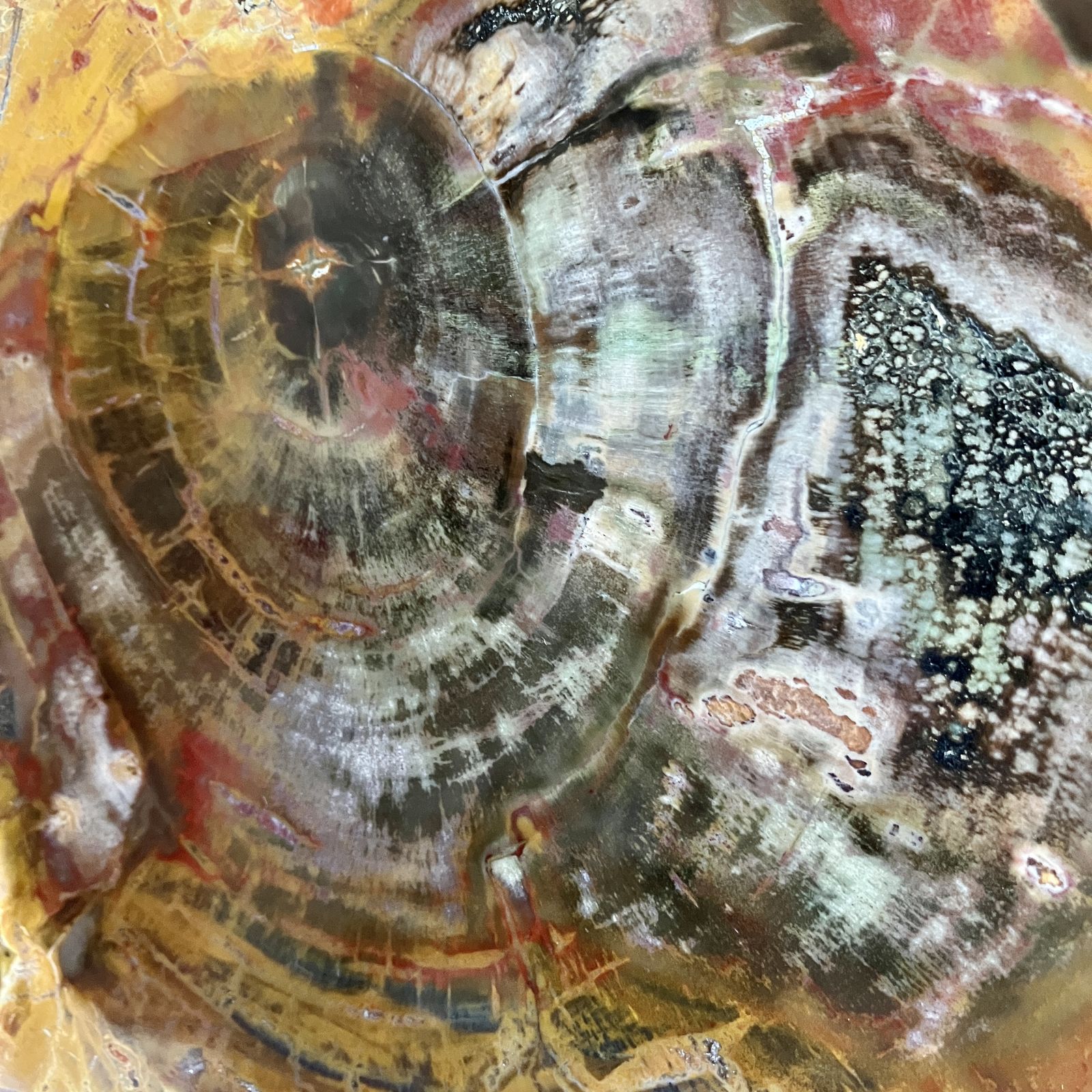 A Large Fossilised Or Petrified Wood Specimen, Polished And Mounted On A Bespoke Stand, Circa 120 To 240 Million Years Old photo furniture
