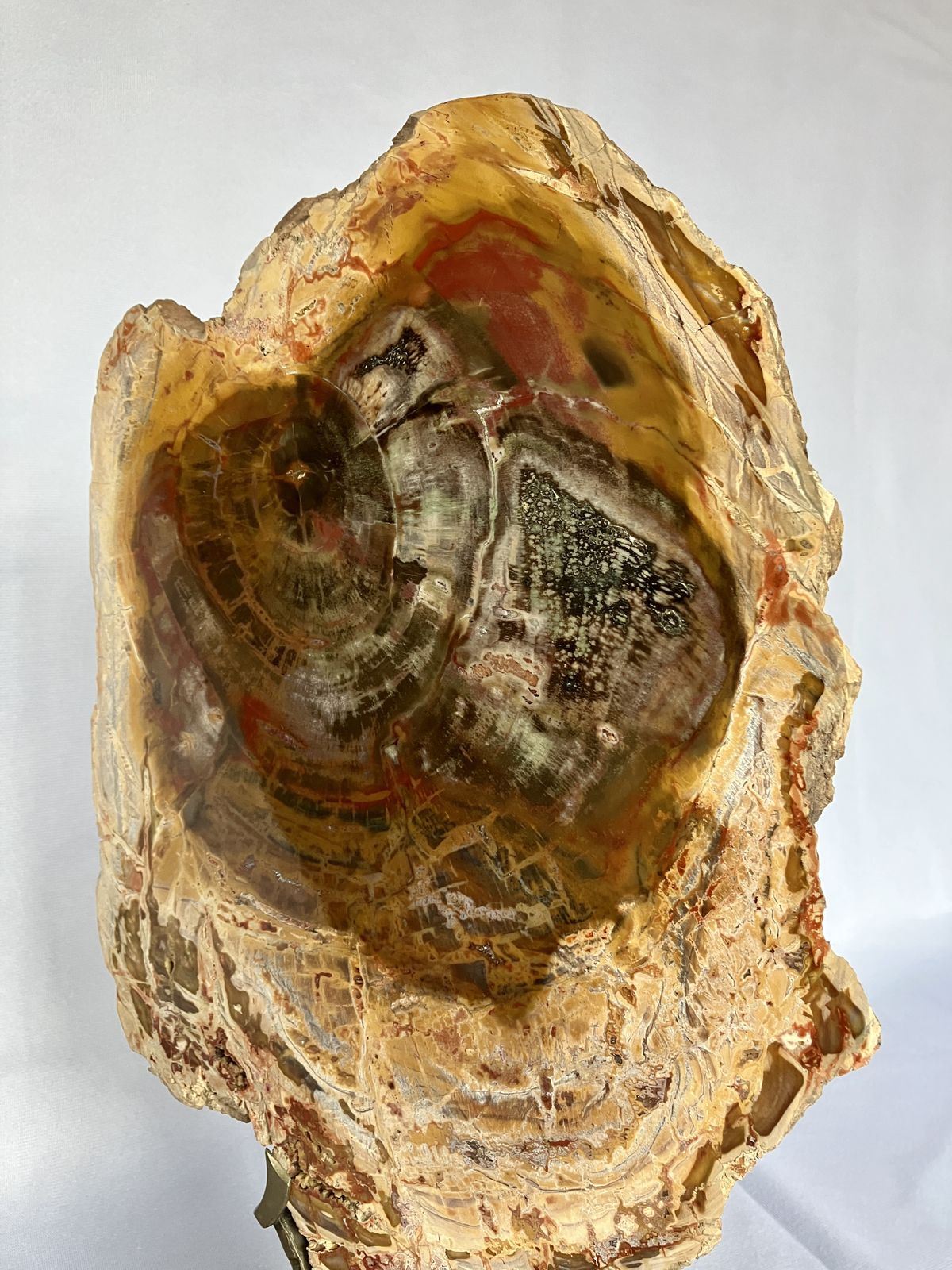 A Large Fossilised Or Petrified Wood Specimen, Polished And Mounted On A Bespoke Stand, Circa 120 To 240 Million Years Old photo for sale
