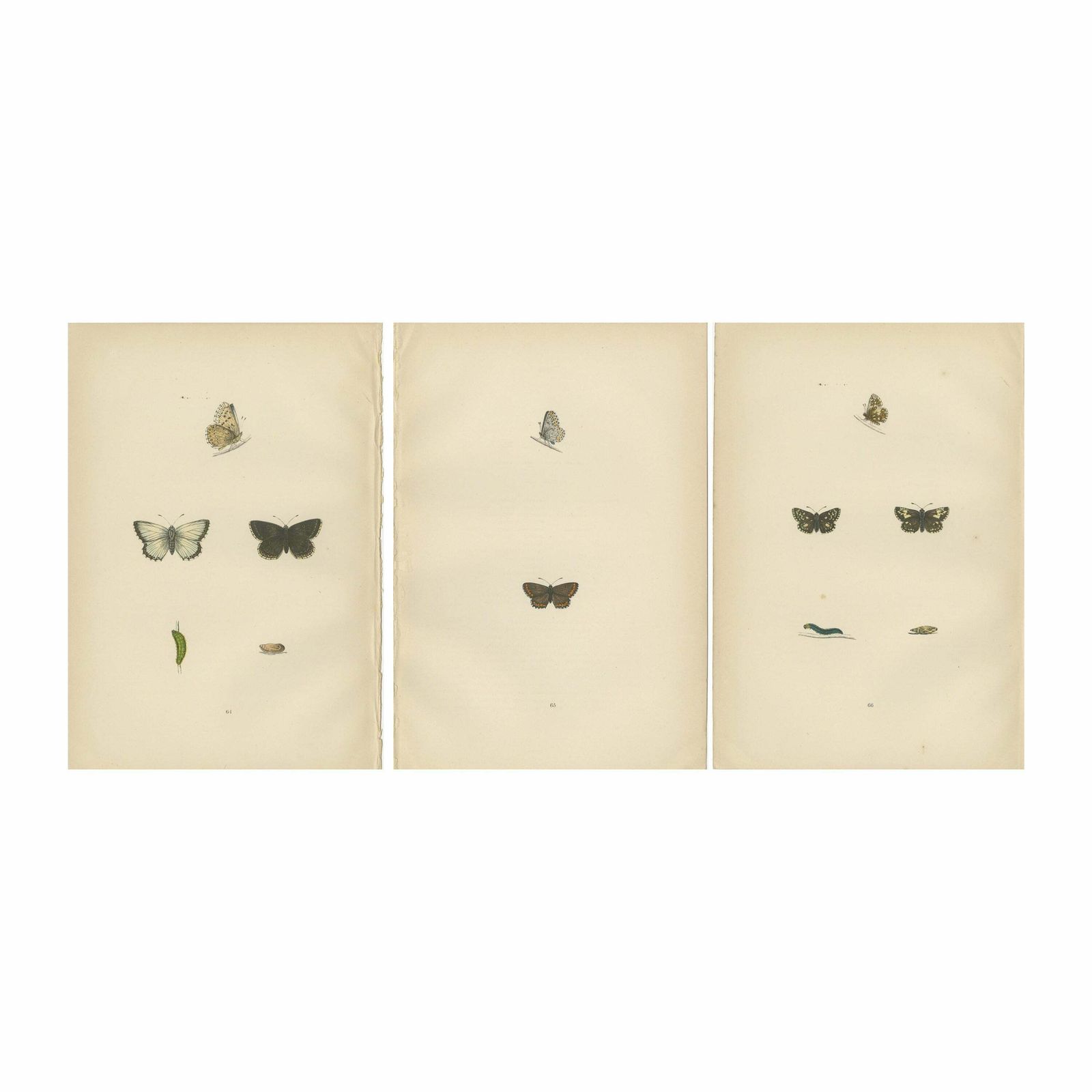 Fluttering Gems: Portraits Of The Chalk Hill Blue, Brown Argus, Grizzled Skipper