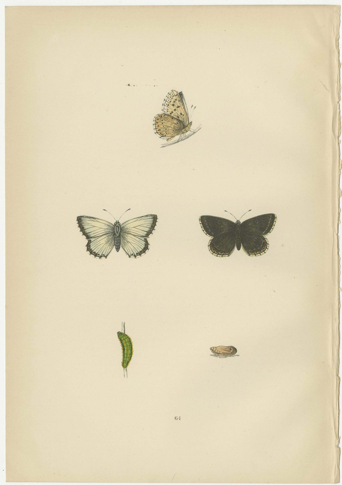 Fluttering Gems: Portraits Of The Chalk Hill Blue, Brown Argus, Grizzled Skipper photo furniture