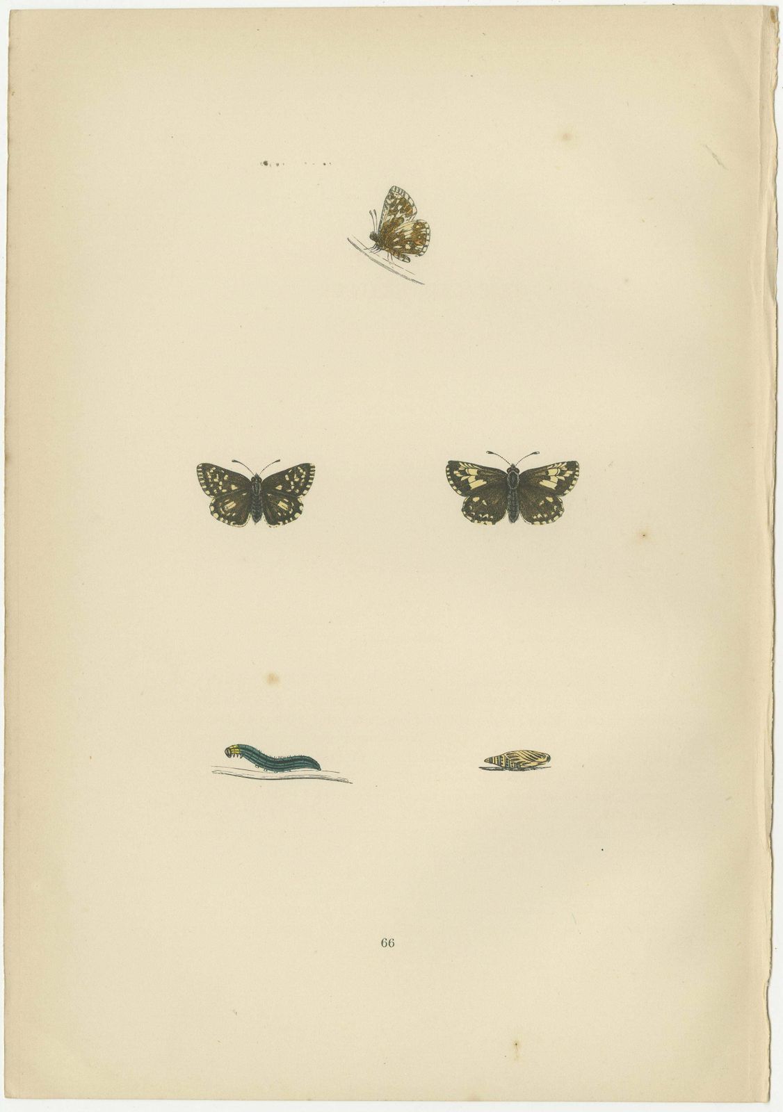 Fluttering Gems: Portraits Of The Chalk Hill Blue, Brown Argus, Grizzled Skipper photo Art