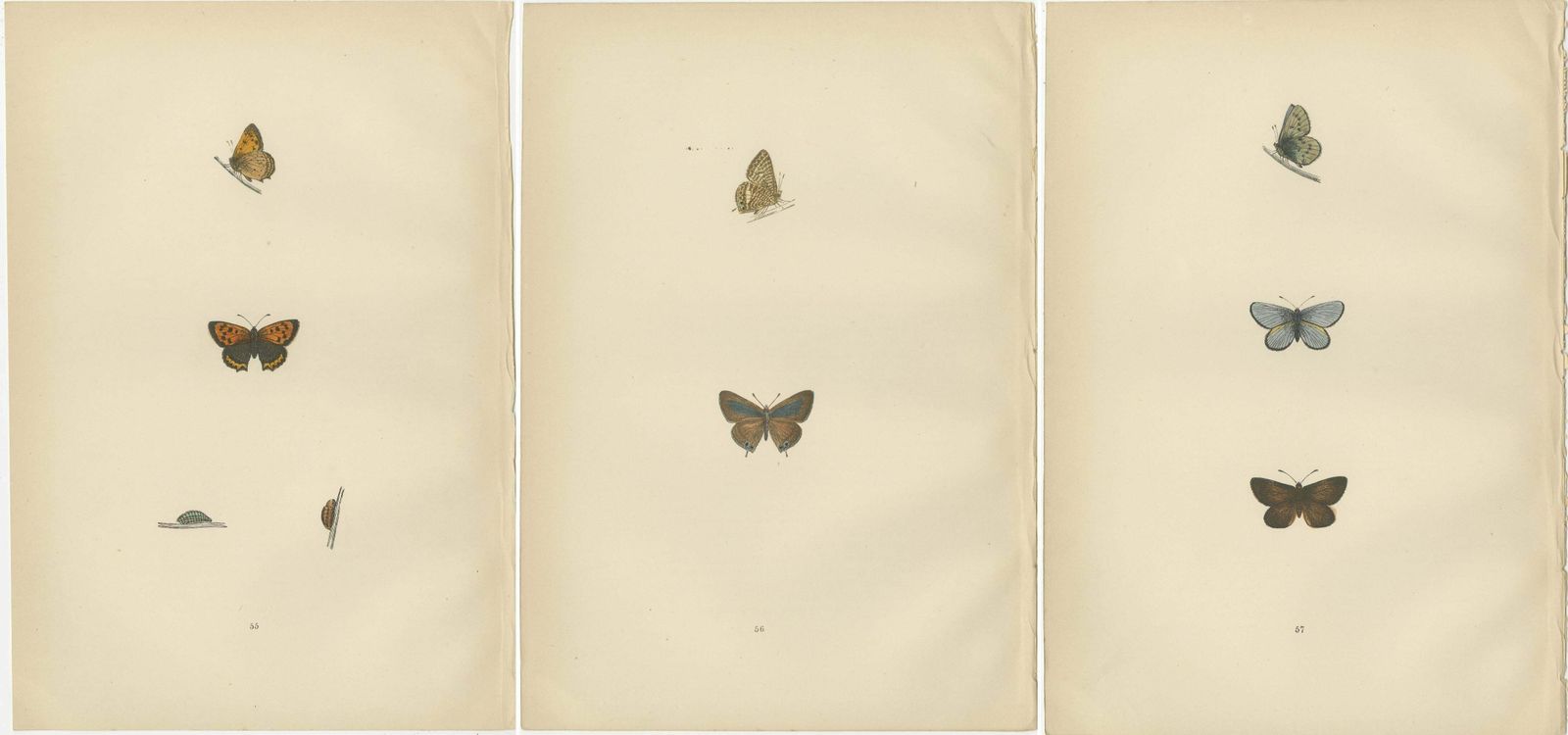 Fluttering Gems: Portraits Of The Chalk Hill Blue, Brown Argus, Grizzled Skipper photo 204.0