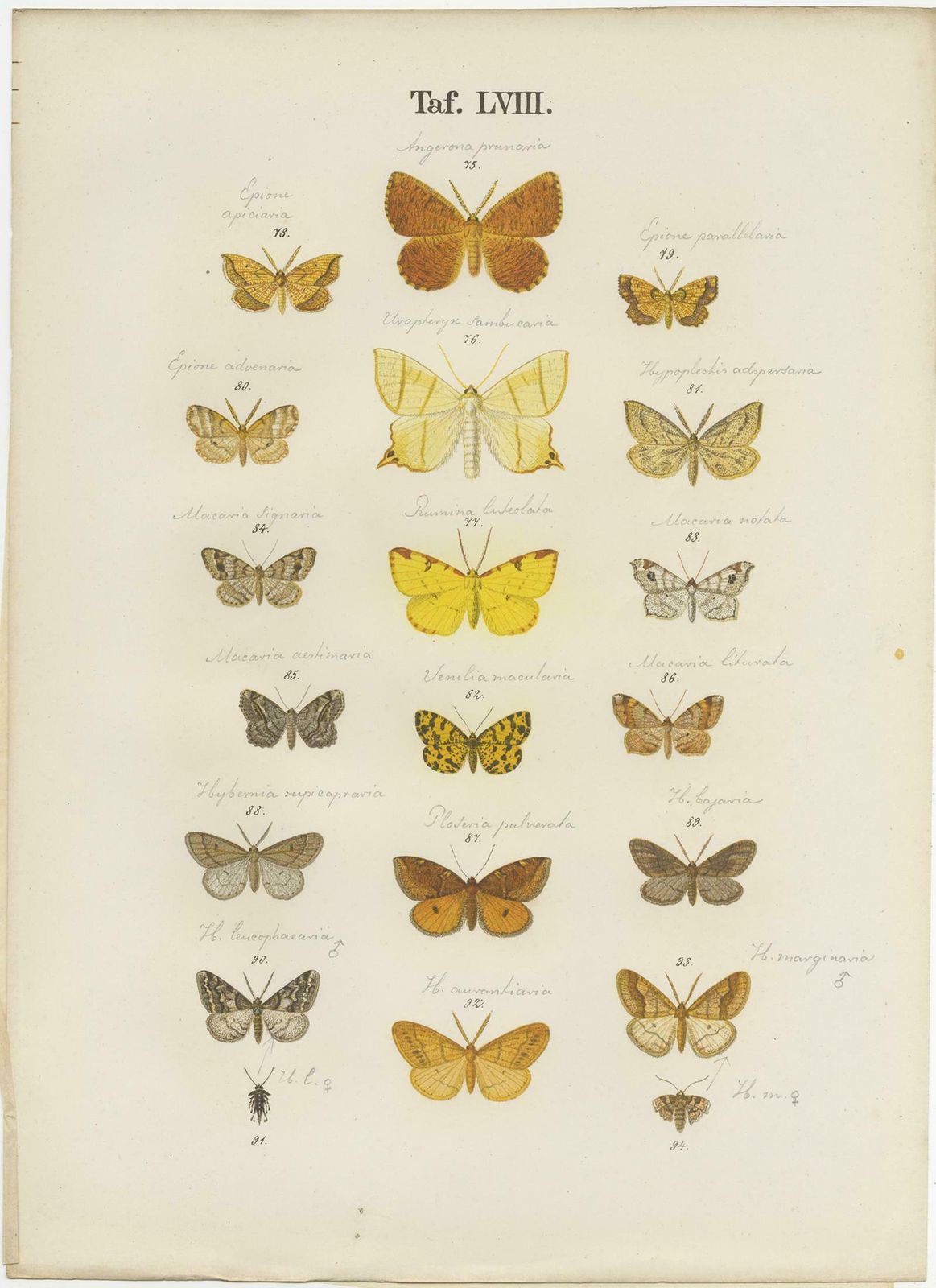 Set Of 4 Antique Prints Of Various Butterflies And Moths By Ramann, Circa 1870 photo for sale