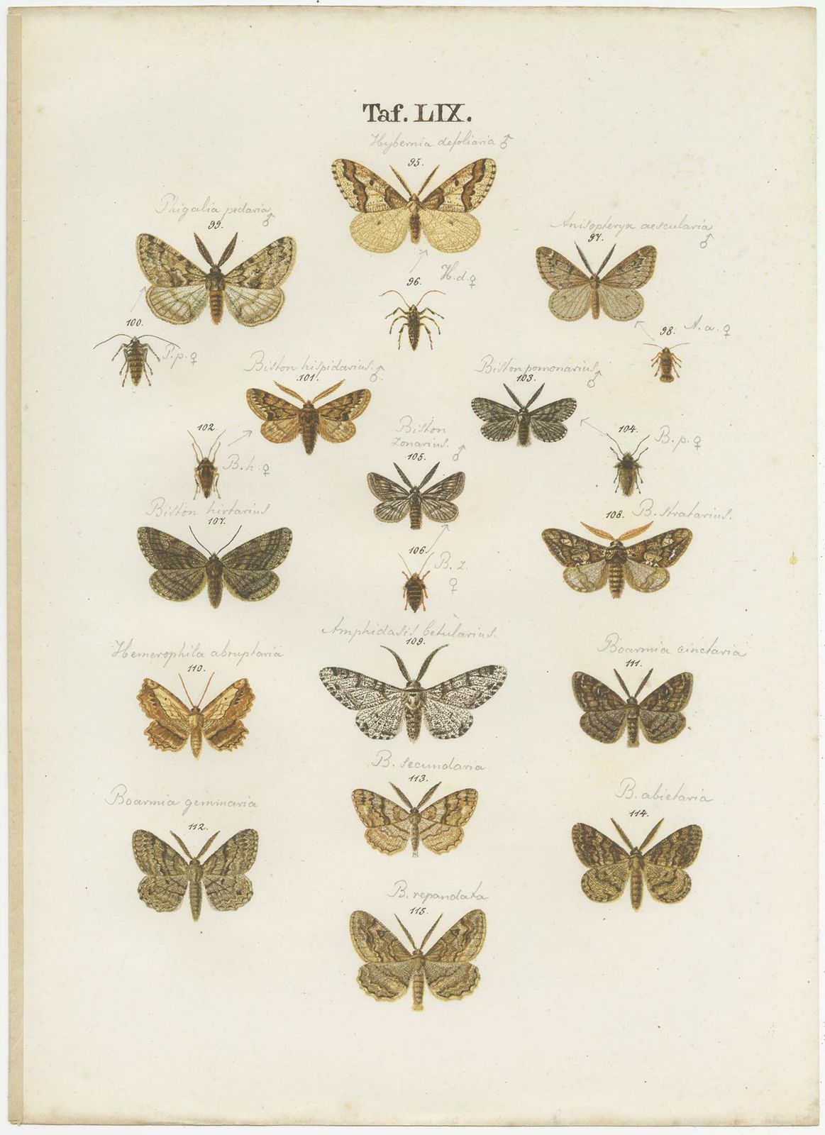 Set Of 4 Antique Prints Of Various Butterflies And Moths By Ramann, Circa 1870 photo Art