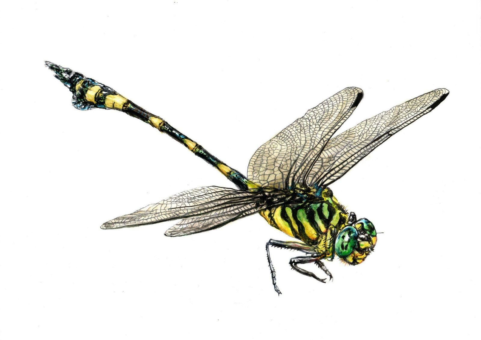 Juris Utans Big Dragonfly. Paper, Mixed Media, 21x30 Cm