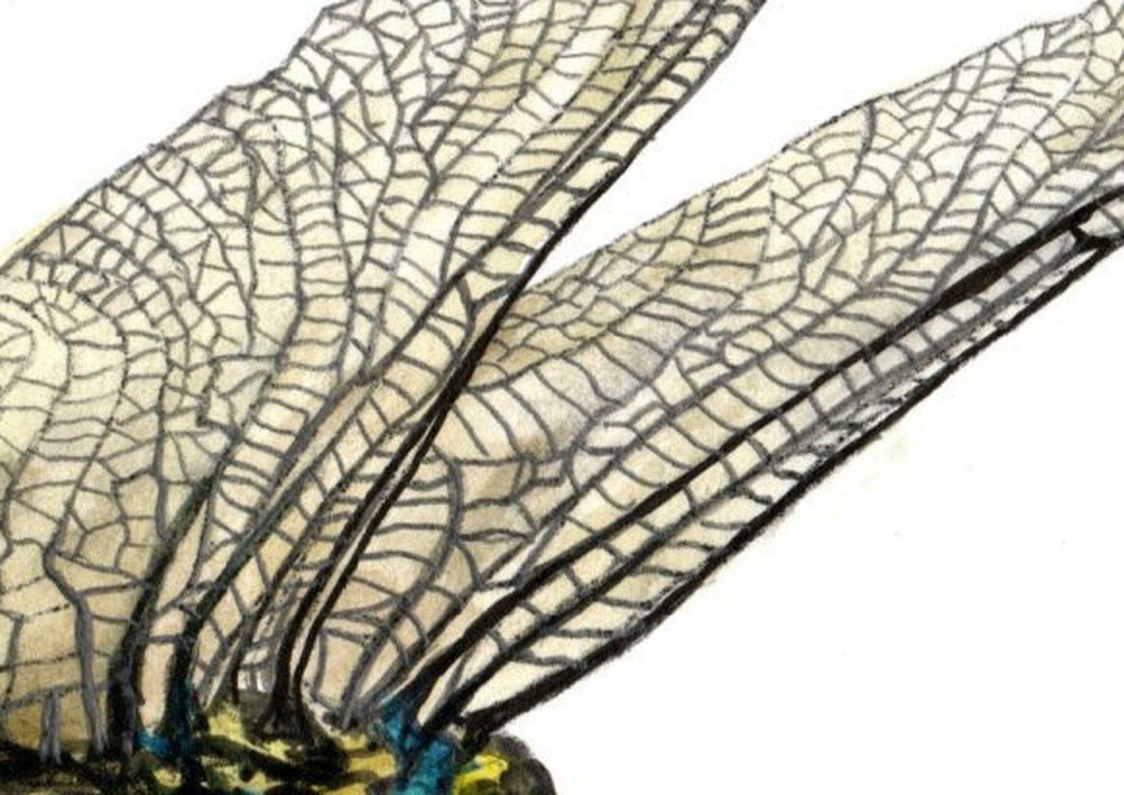 Juris Utans Big Dragonfly. Paper, Mixed Media, 21x30 Cm photo for sale