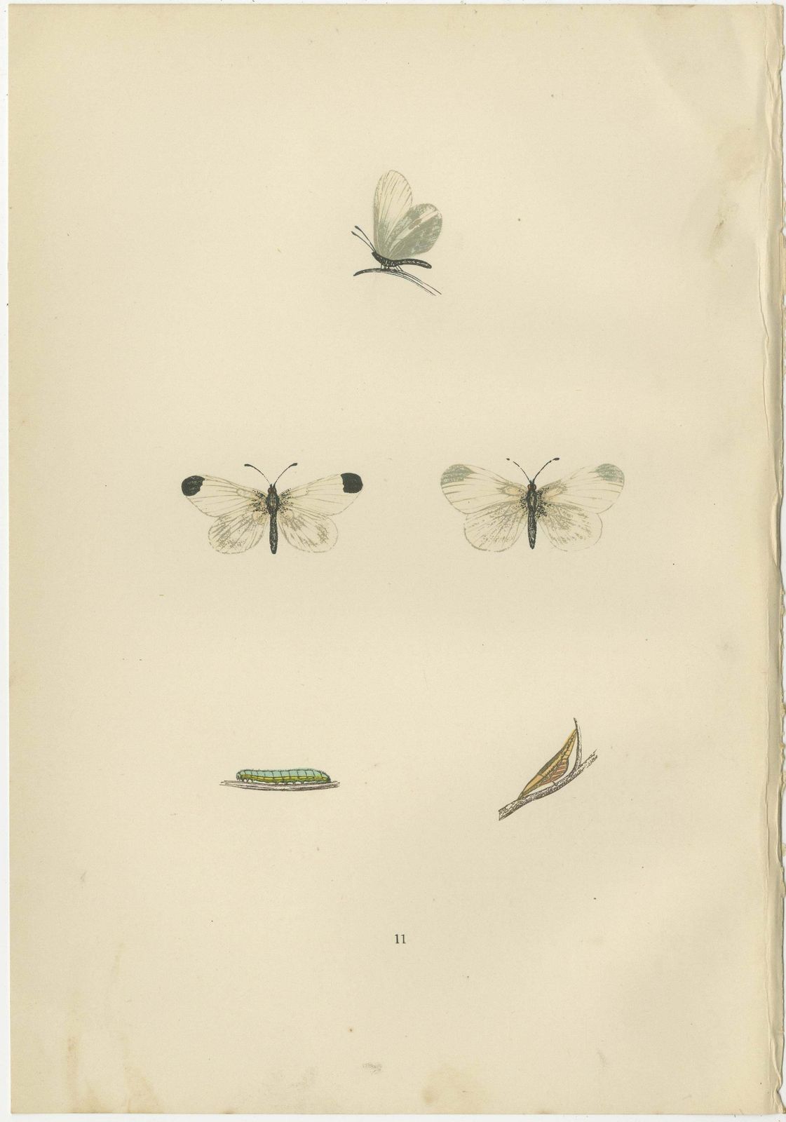 Metamorphosis In Repose: A Trio Of Butterfly Lifecycles photo for sale
