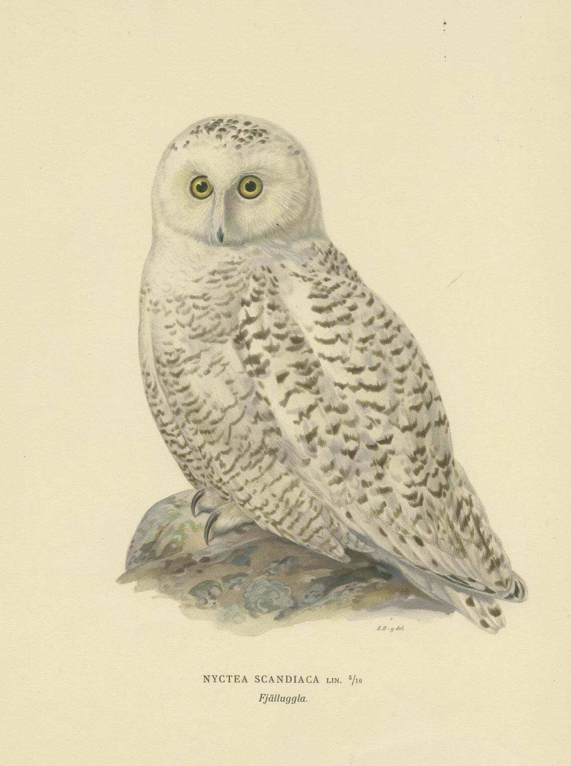 Arctic Owl (Colour Litho) By Magnus Ferdinand And Wilhelm Von Wright, 1929 photo for sale