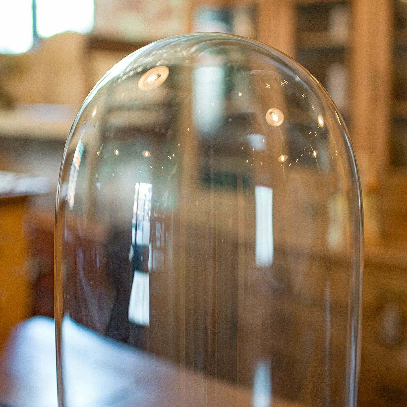 Tall Antique Taxidermy Specimen Showcase, English, Collector's Dome, Edwardian photo Home Decor