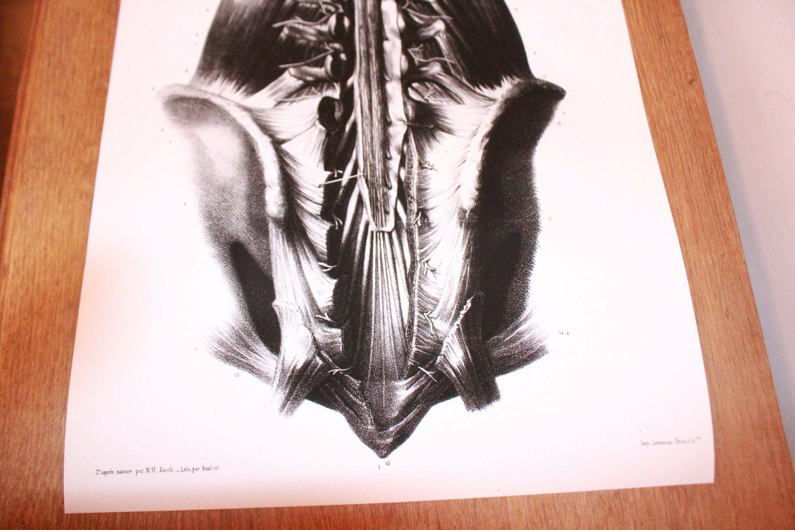 Rare Anatomical Giclée Print. Large Wall Art. Anatomical Print 1m Tall. Very Limited Edition. photo for sale