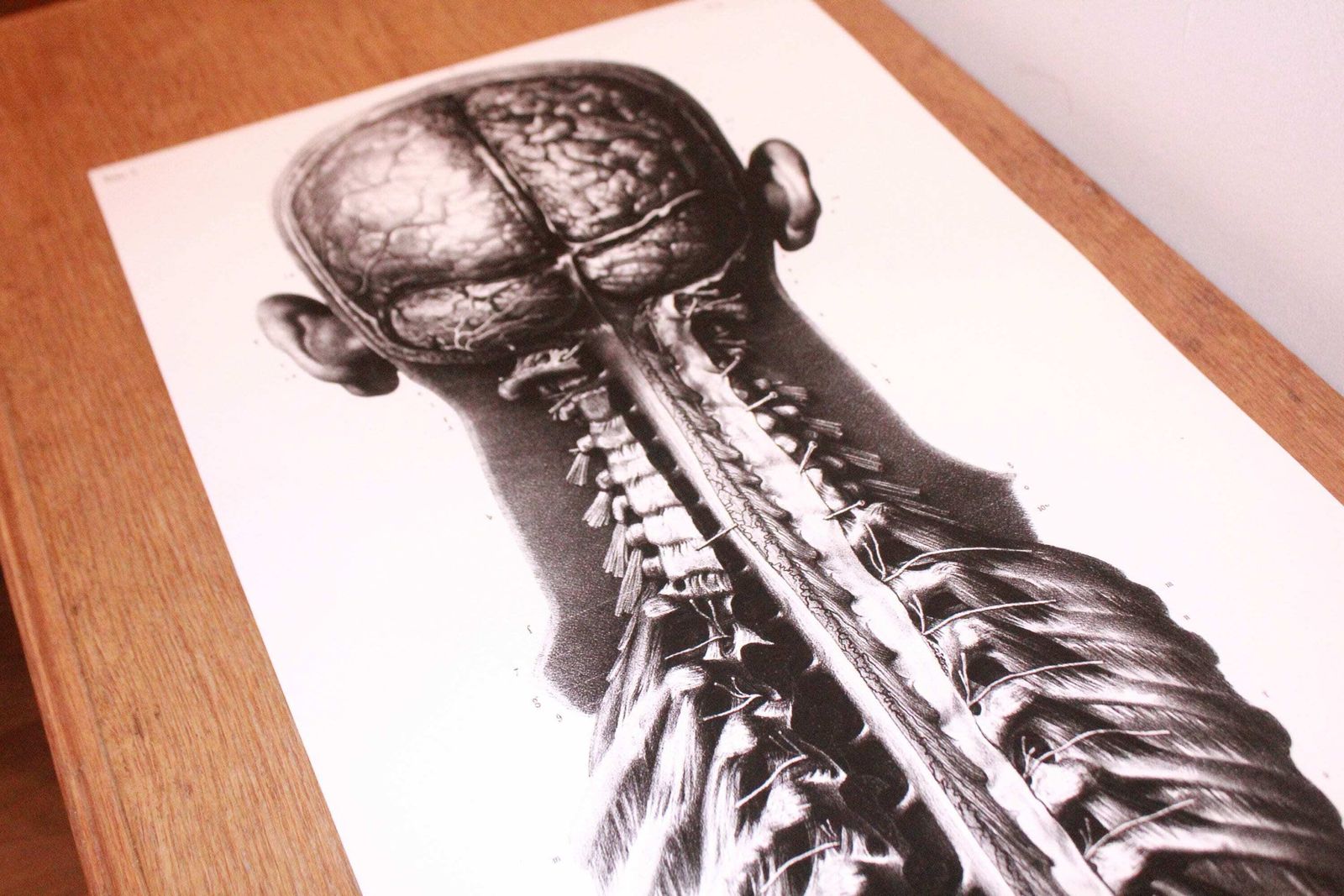photo furniture Rare Anatomical Giclée Print. Large Wall Art. Anatomical Print 1m Tall. Very Limited Edition.