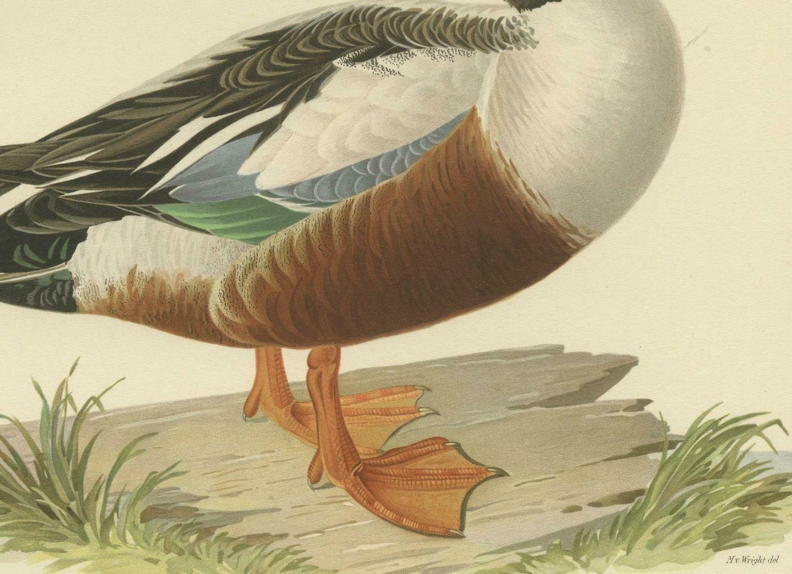 Northern Shoveler In Detail A Study Of Spatula Clypeata In Lithograph 1929 photo Art