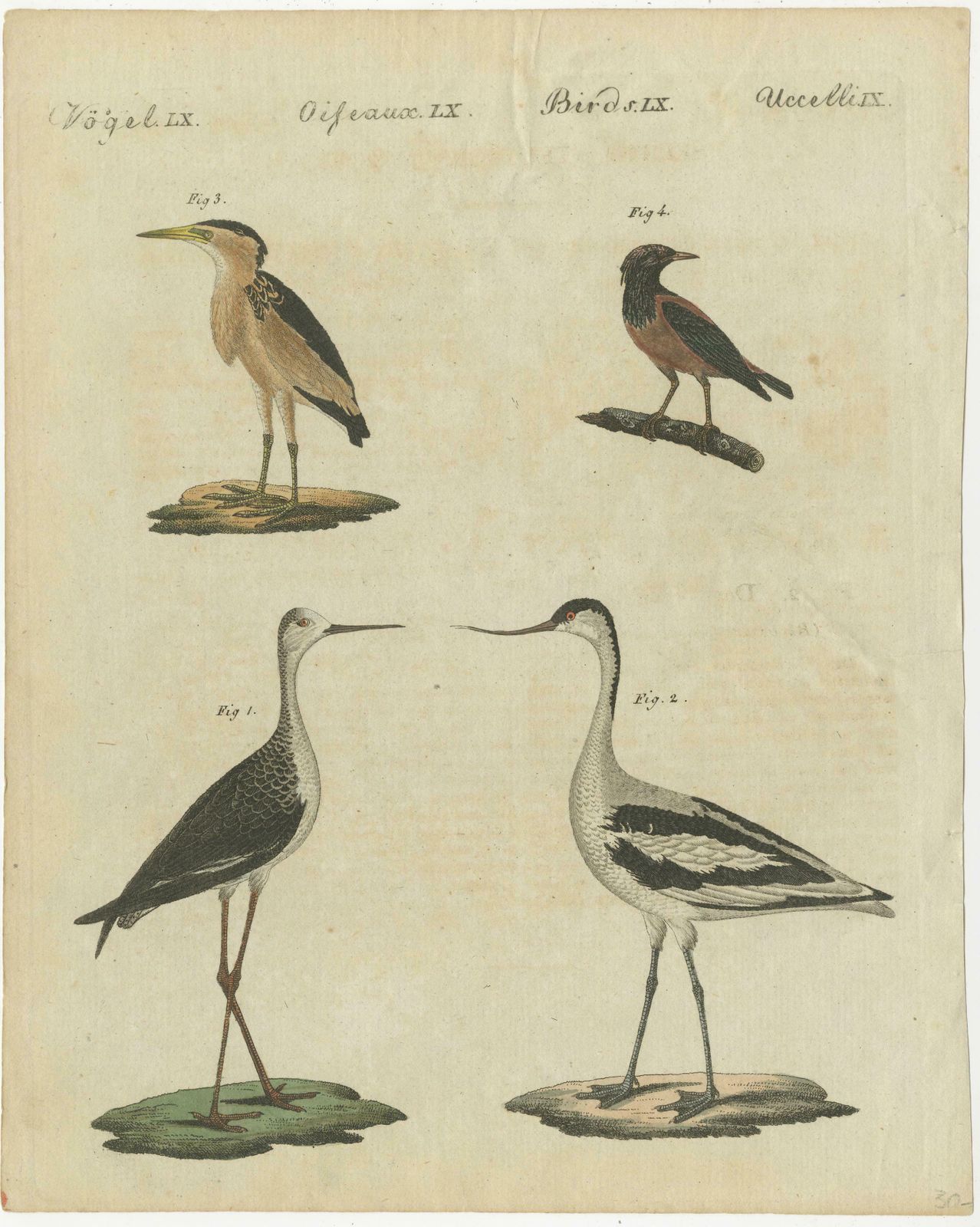 Antique Print Of Various Birds Including The Little Bittern photo furniture