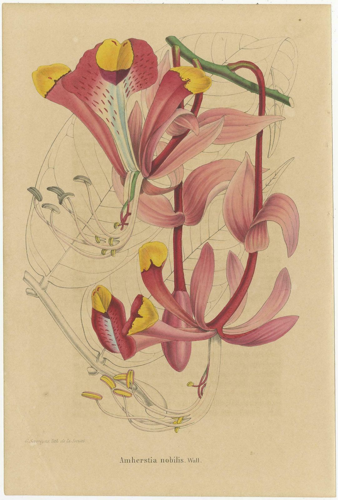 Set Of 3 Antique Botany Prints, Mirbelia, Neomarica Northiana, Amherstia photo Art