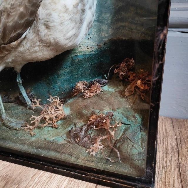 Victorian Taxidermy Seagull, 1800s photo for sale