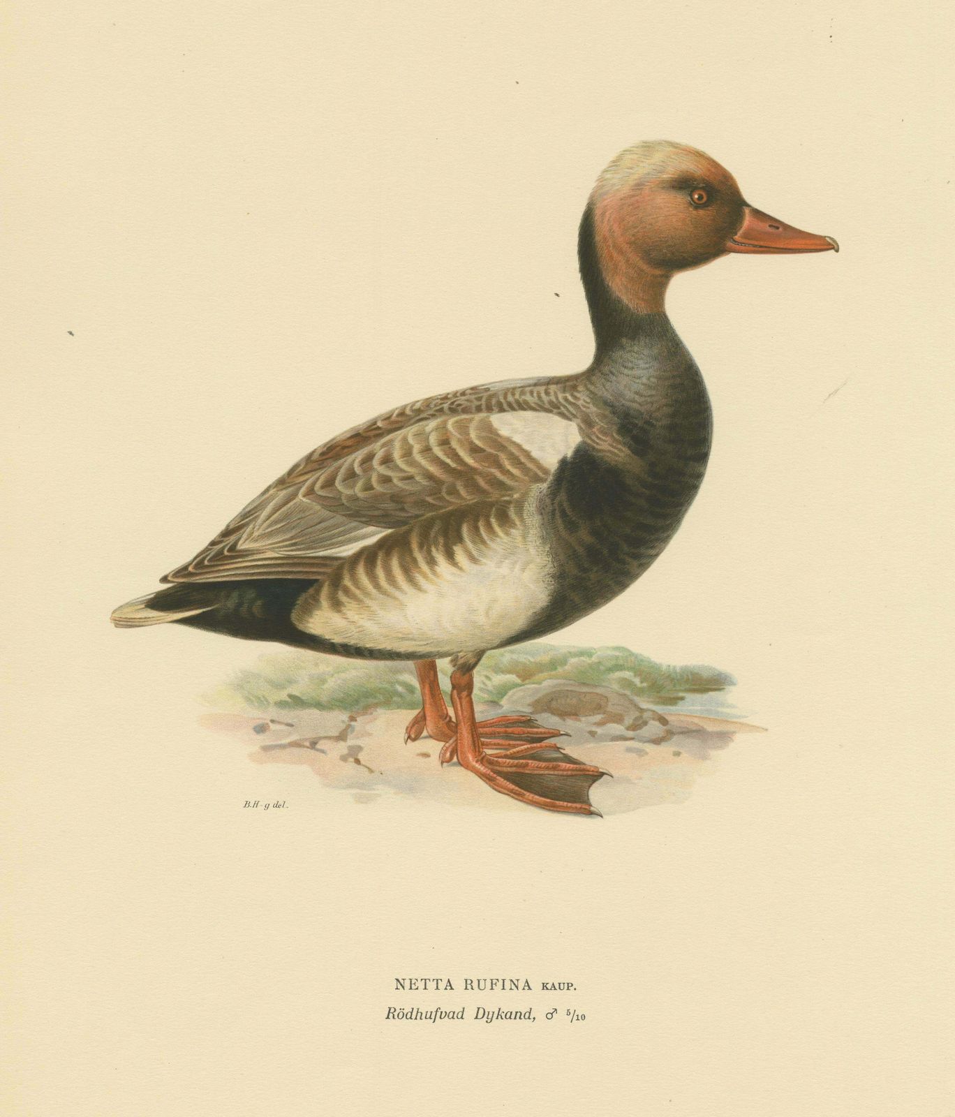 Old Bird Print Of The Red Crested Pochard By Magnus Von Wright photo 233.0