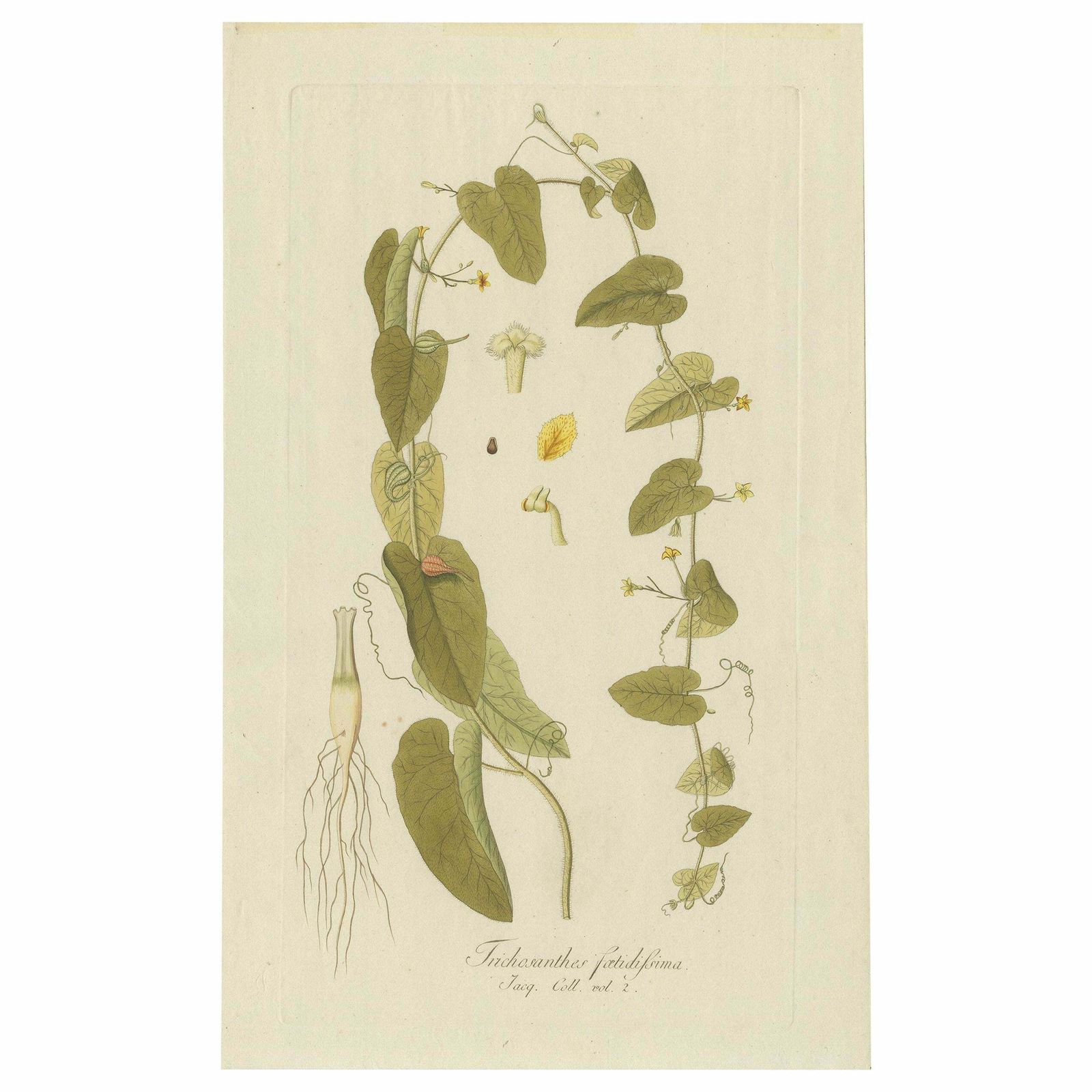 Antique Botany Print Of A Trichosanthes Species By Von Jacquin, Circa 1781