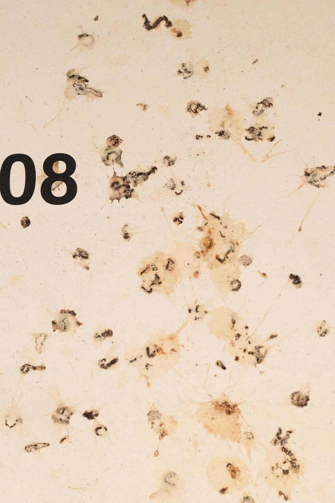 Volgeling Van Dan Colen – 'Untitled (Bird Shit)' photo vinterior