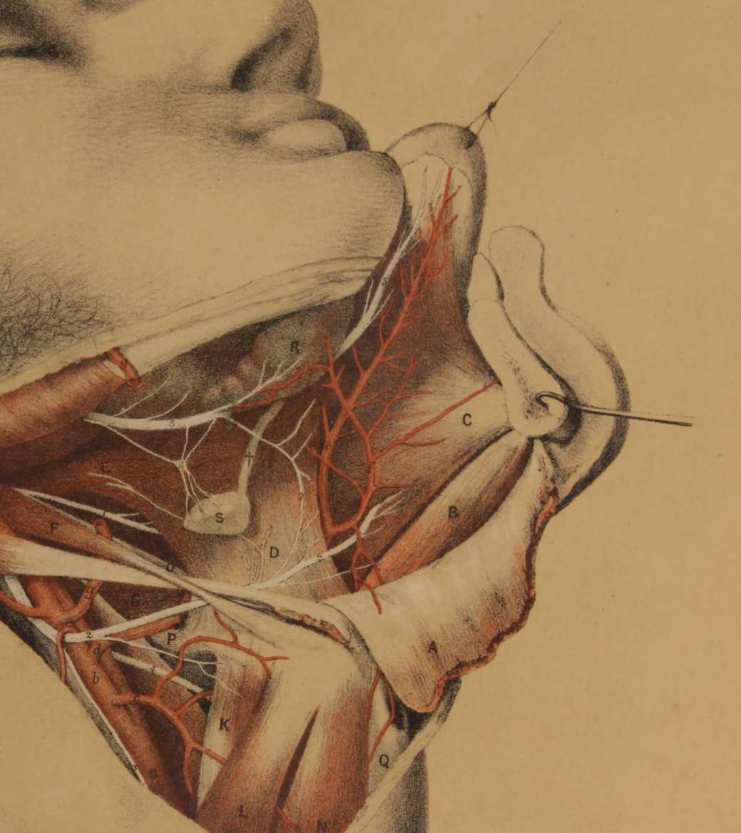 Illustration Of Dissection Of Throat. Anatomy Lithograph. G Ellis 1864. photo for sale