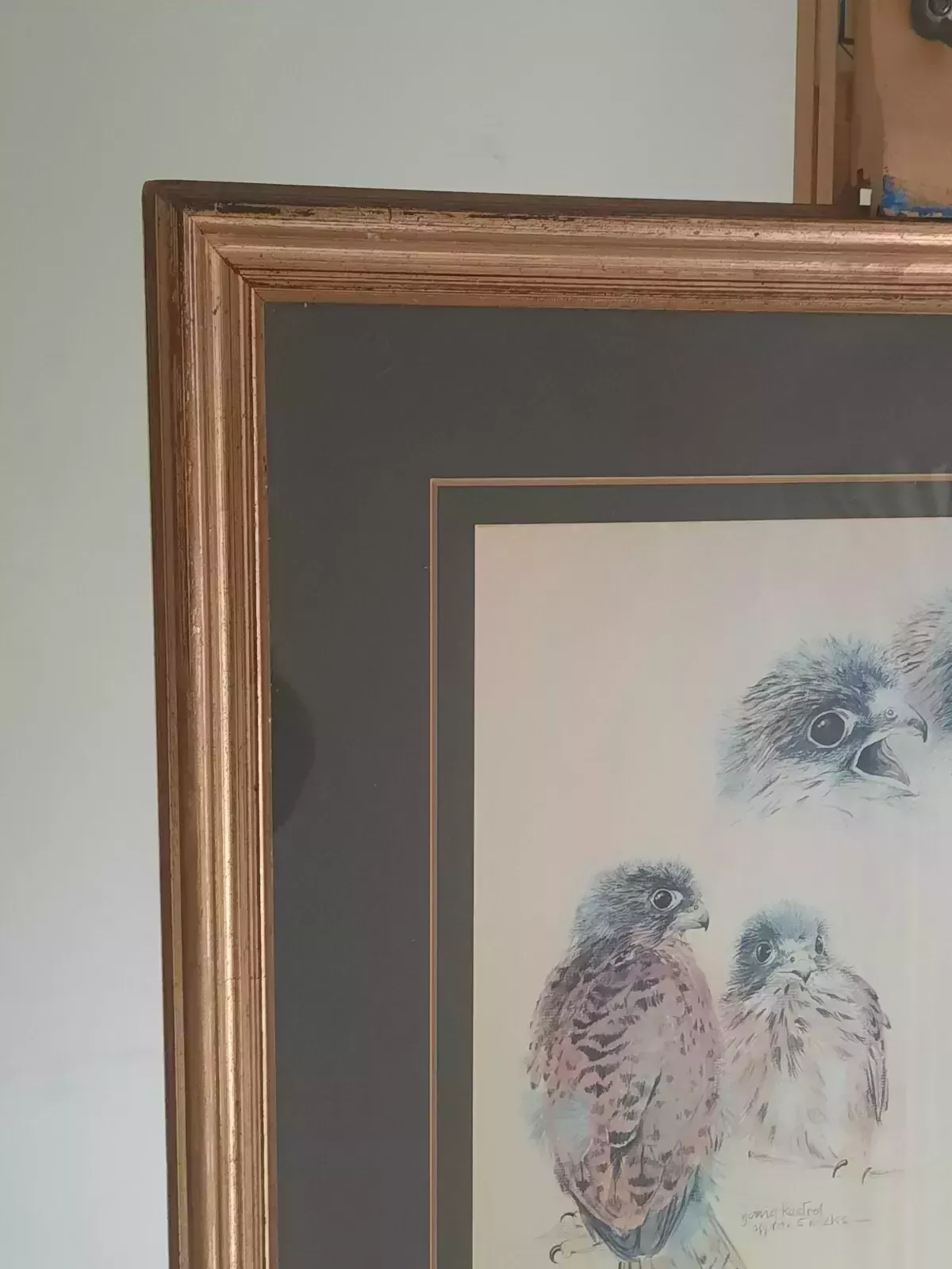 Pollyanna Pickering Limited Edition Birds Of Prey Kestrel 41 / 500 photo Art
