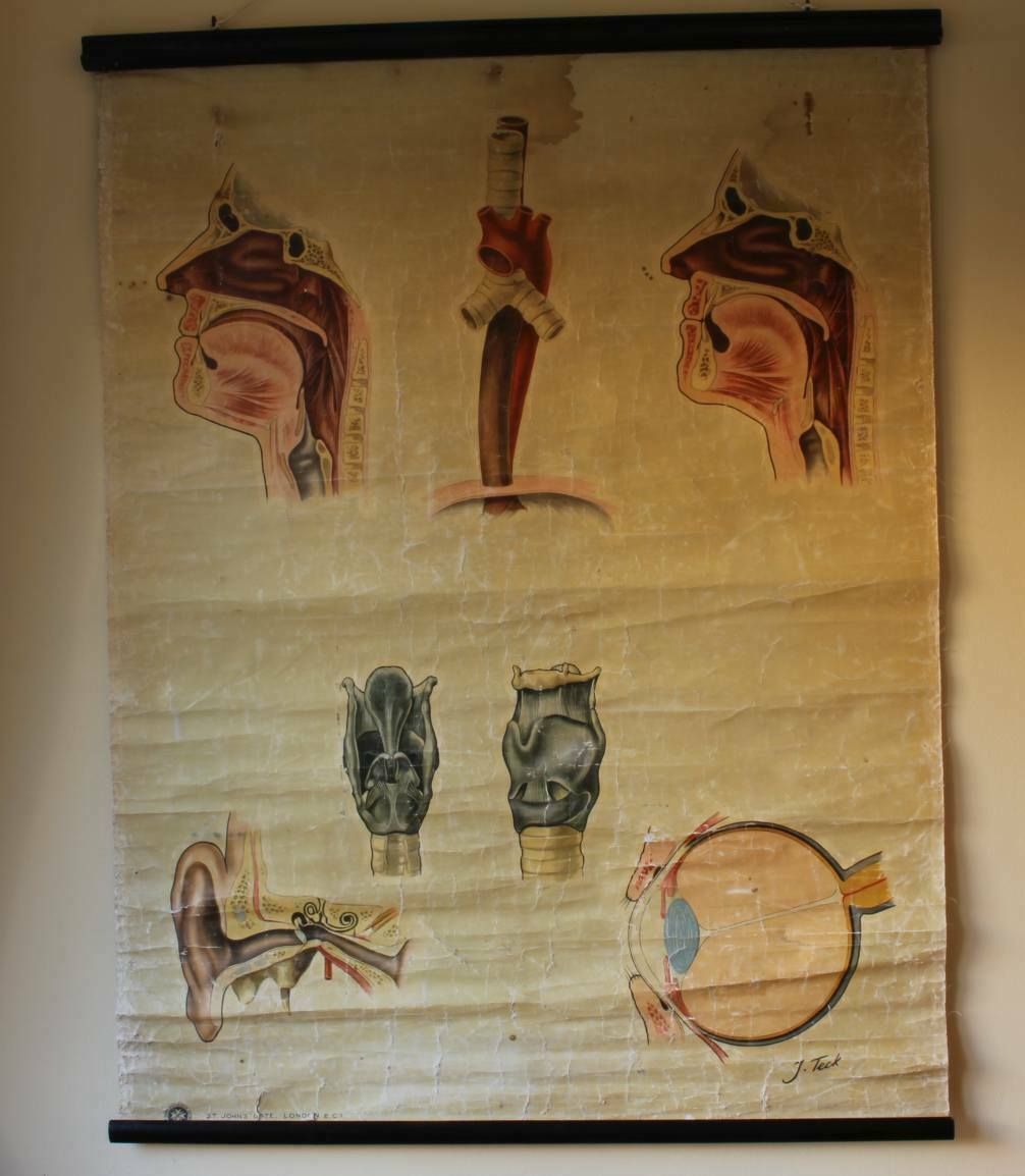 1940 Ears Nose Throat Human Anatomy St John Ambulance Wall Chart Poster. photo furniture