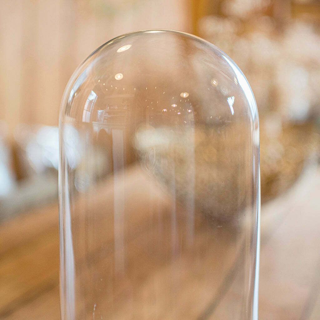 Antique Large Display Dome, English, Taxidermy, Specimen Showcase, Victorian photo Home Decor