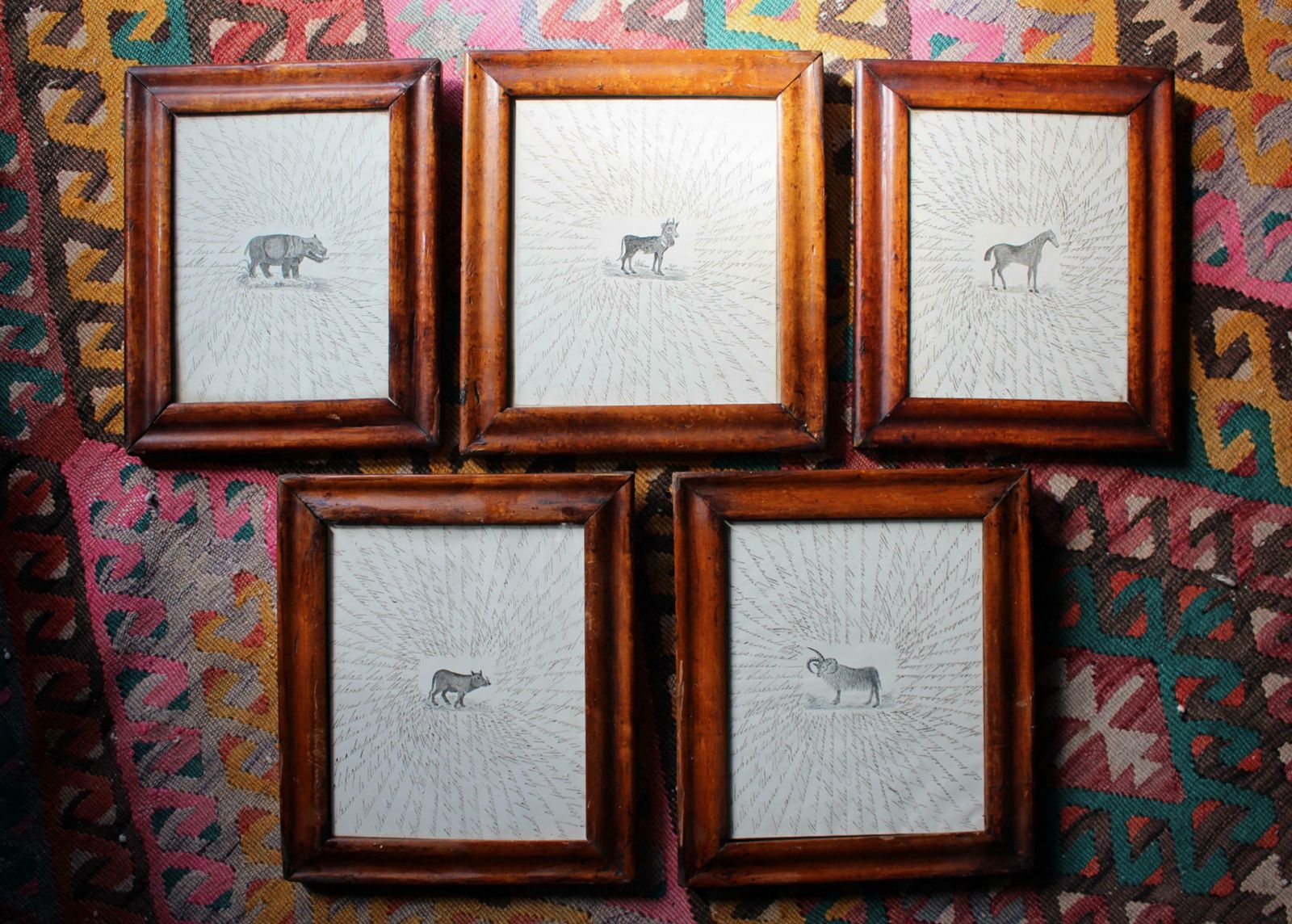 19th Century English Zoological Drawings Taxidermy Curio Folk Art photo Art