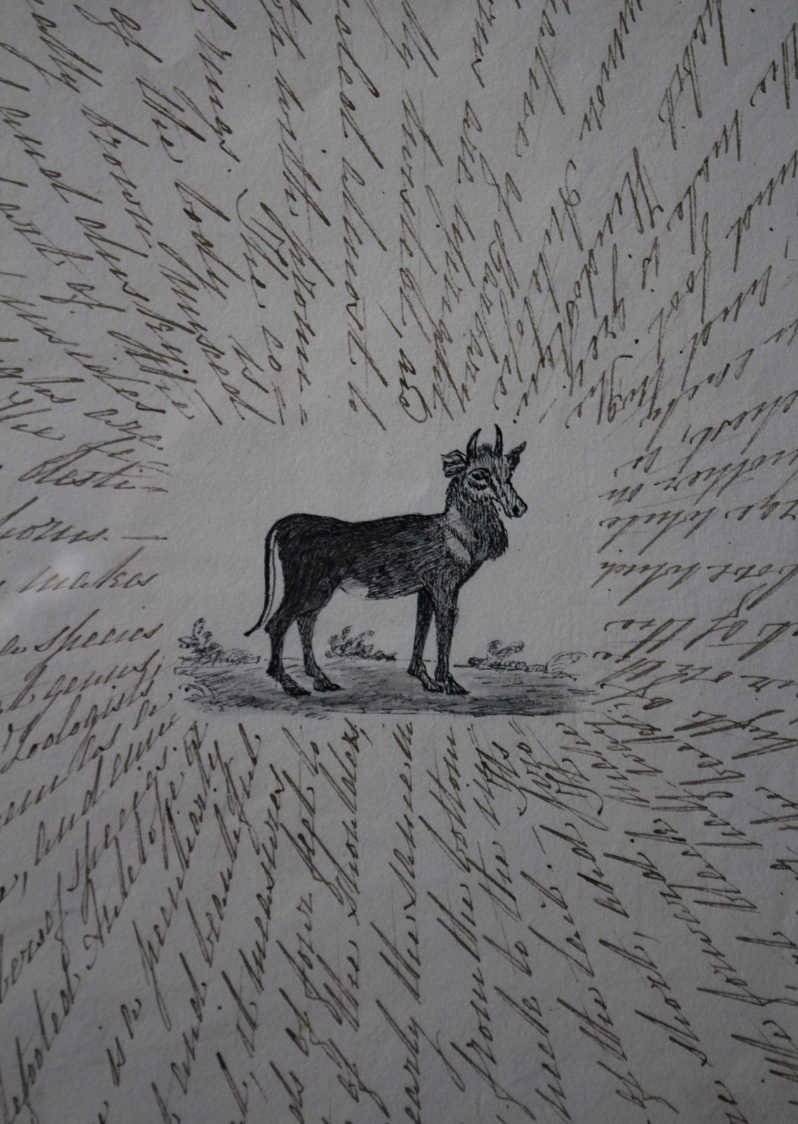 photo furniture 19th Century English Zoological Drawings Taxidermy Curio Folk Art