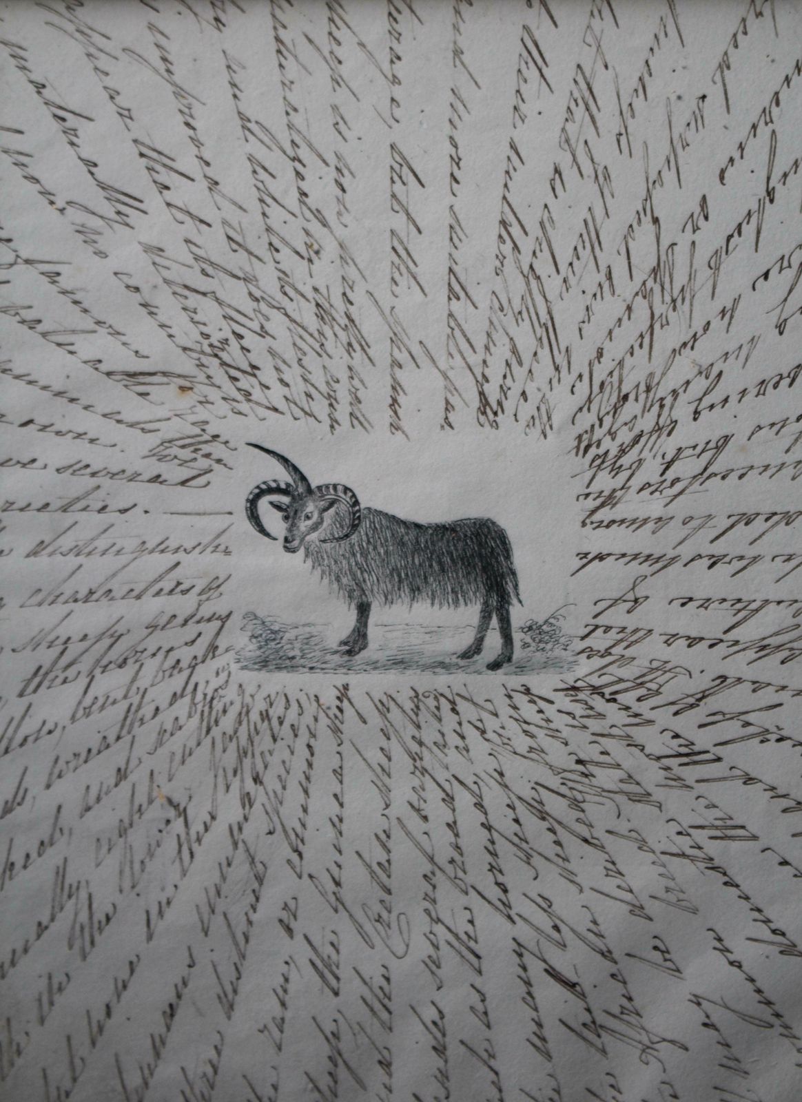 Art 19th Century English Zoological Drawings Taxidermy Curio Folk Art photo