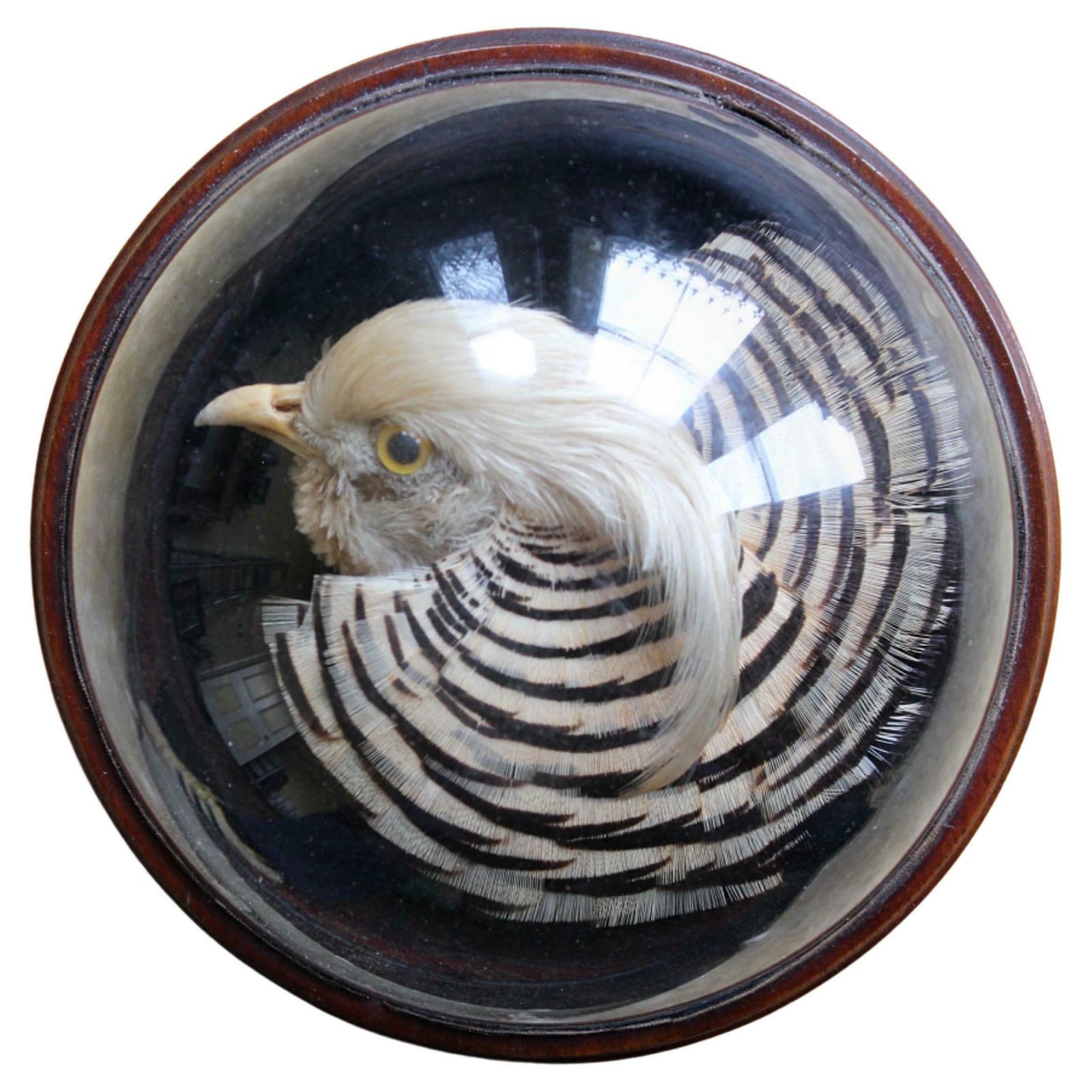 William Farren Of Cambridge Golden Pheasant Taxidermy Glass Dome Wall Mount