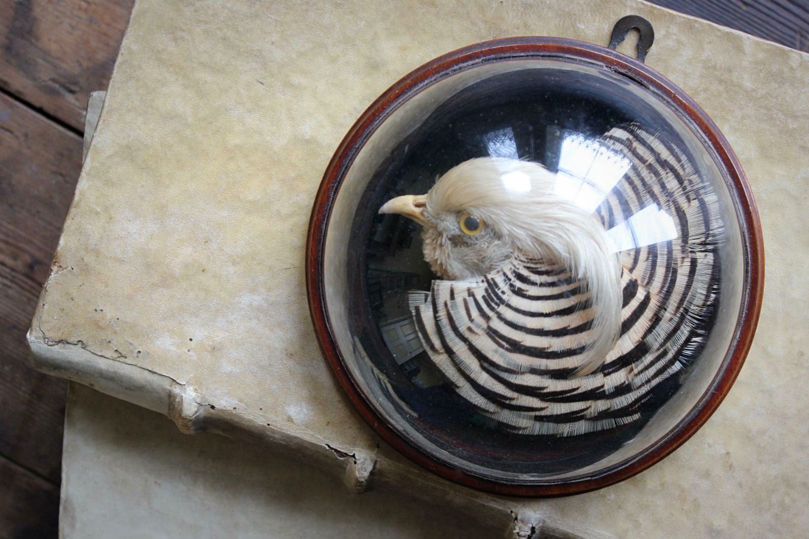 William Farren Of Cambridge Golden Pheasant Taxidermy Glass Dome Wall Mount photo furniture
