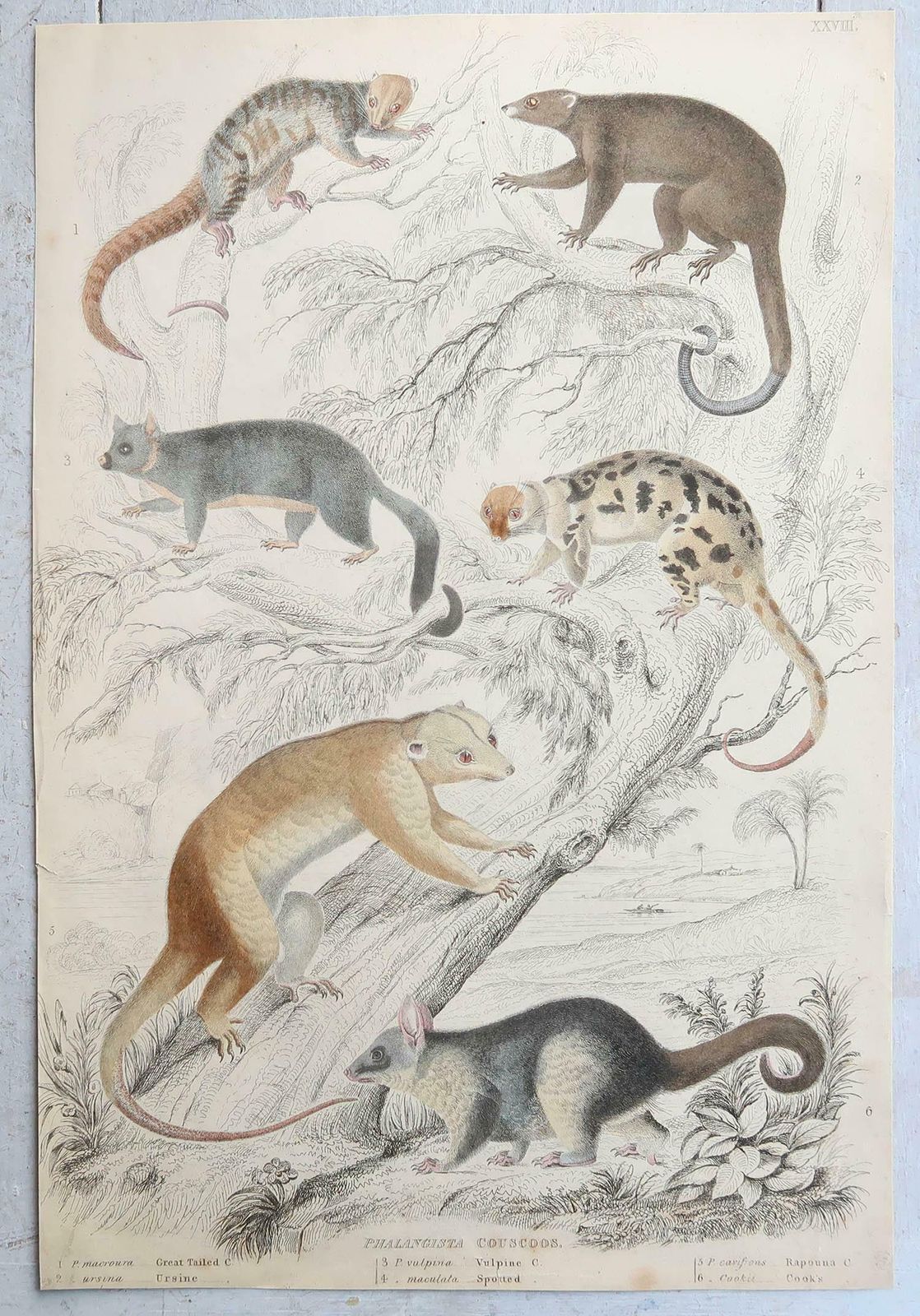 Set Of 15 Large Original Antique Animal Prints, 1830s photo Art