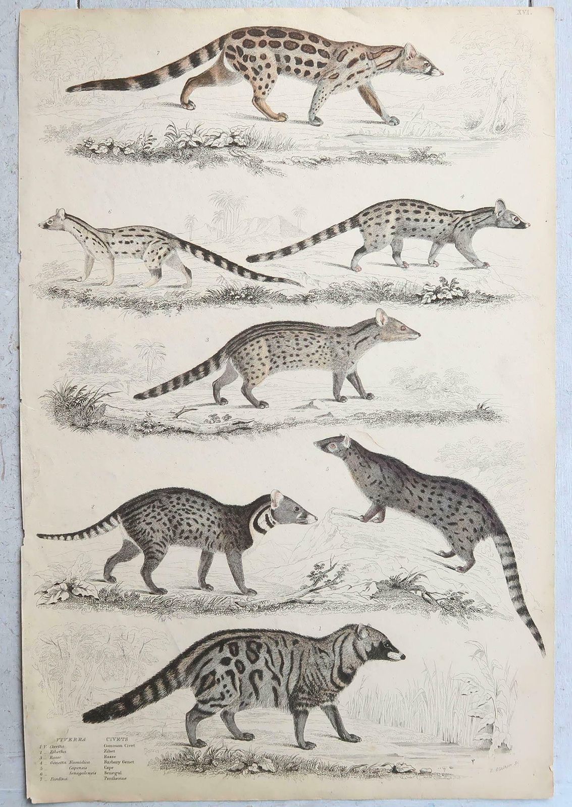 photo for sale Set Of 15 Large Original Antique Animal Prints, 1830s