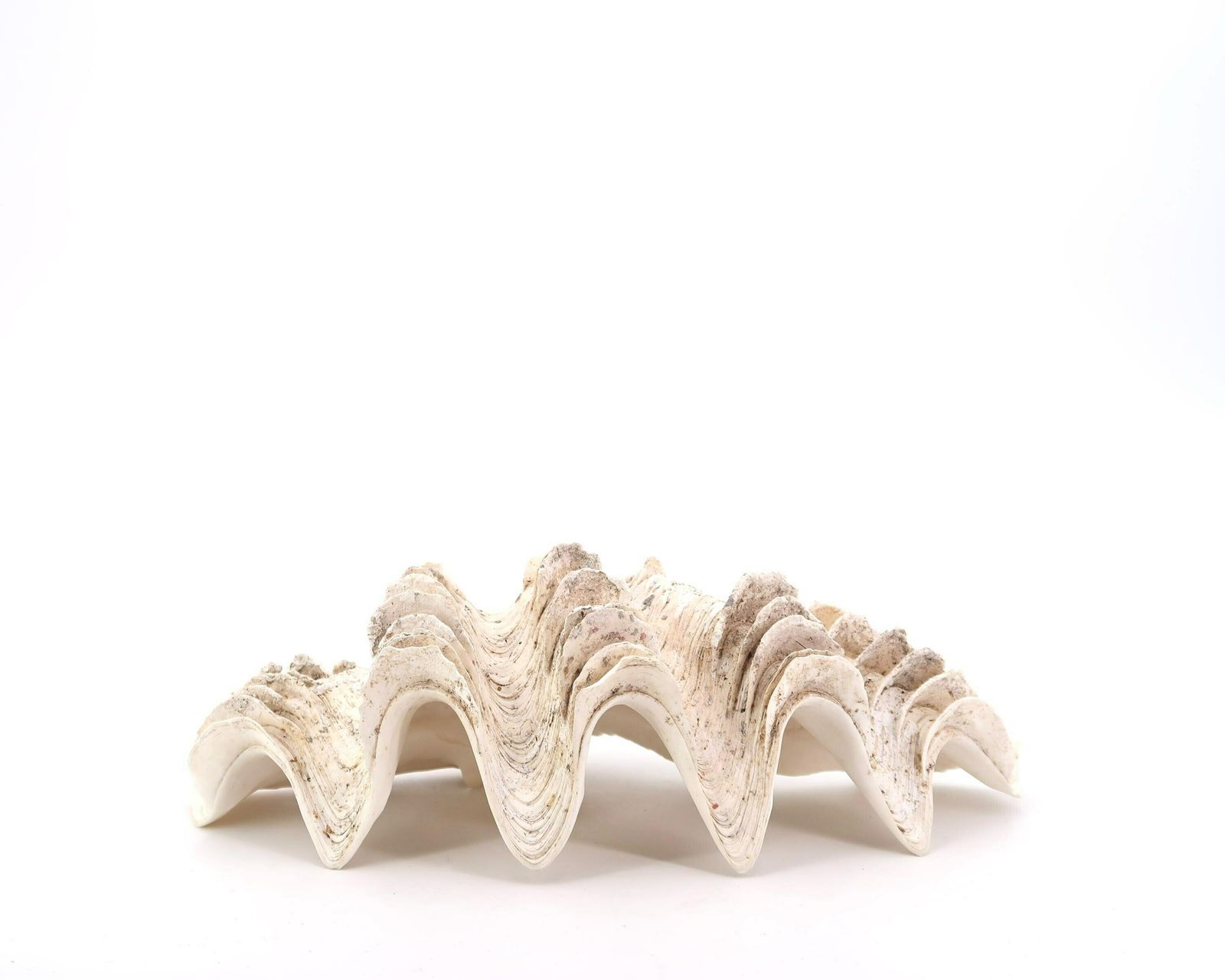 Grote Schelp, Ringenschaaltje, Tridacna Schelp Ca. Jaren 1970 / Schaal, Zeepbakje, Curiositeitenkabinet, Sieraden, Conch, Boho Chic, Folk, Badkamer photo buy