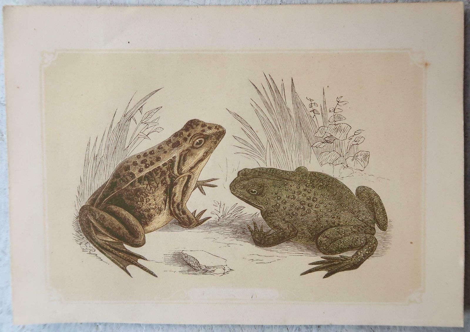 Set Of 6 Original Antique Reptile Prints, Tallis, Circa 1850 photo furniture