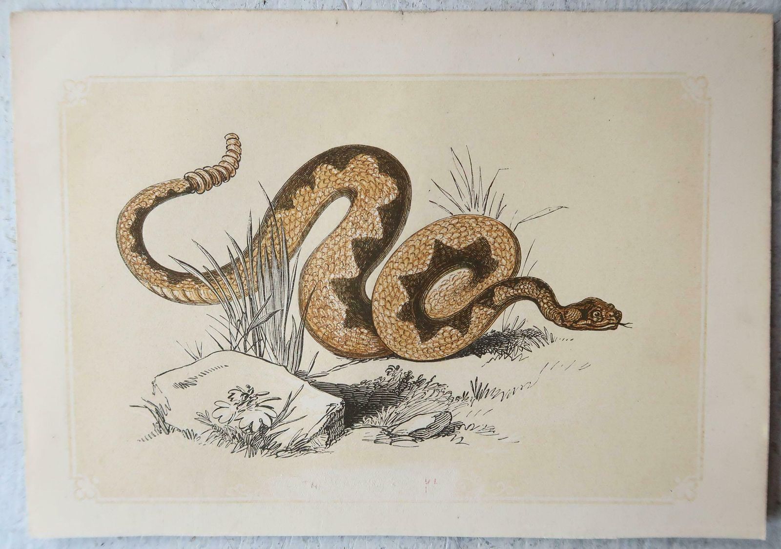 Set Of 6 Original Antique Reptile Prints, Tallis, Circa 1850 photo Art