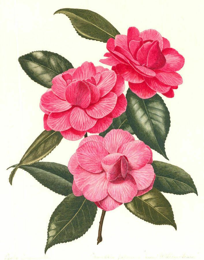 Leslie C.  Mid 20th Century Watercolour, Pink Camellia