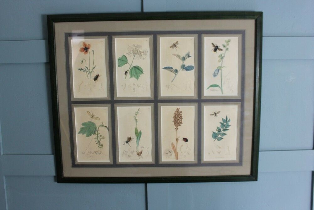19th Century Set Of 8 Engravings Botanicals With Insects And Plants By John Curtis photo for sale
