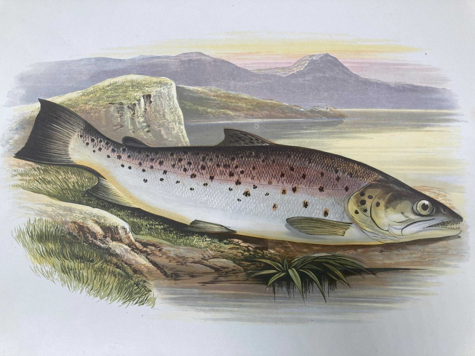 145 Year Old Antique Chromolithograph “Great Lake Trout” By Alexander Francis Lydon (1879) photo furniture