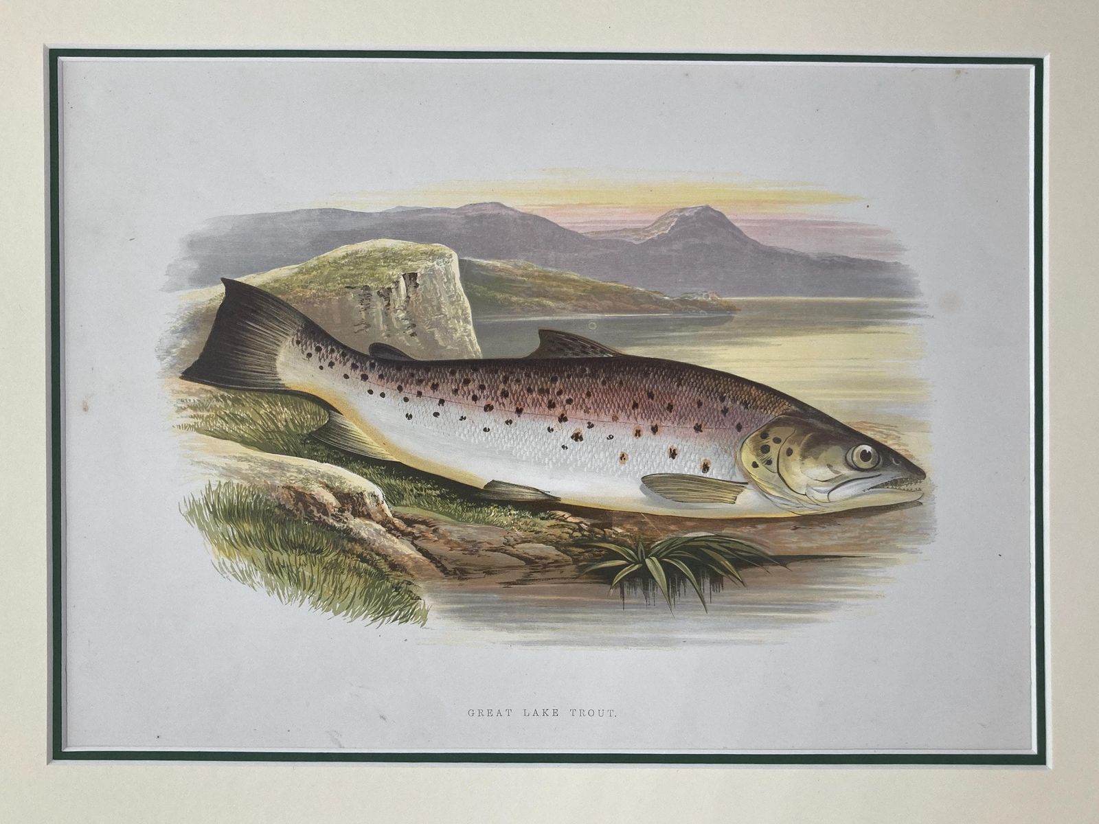 photo for sale 145 Year Old Antique Chromolithograph “Great Lake Trout” By Alexander Francis Lydon (1879)