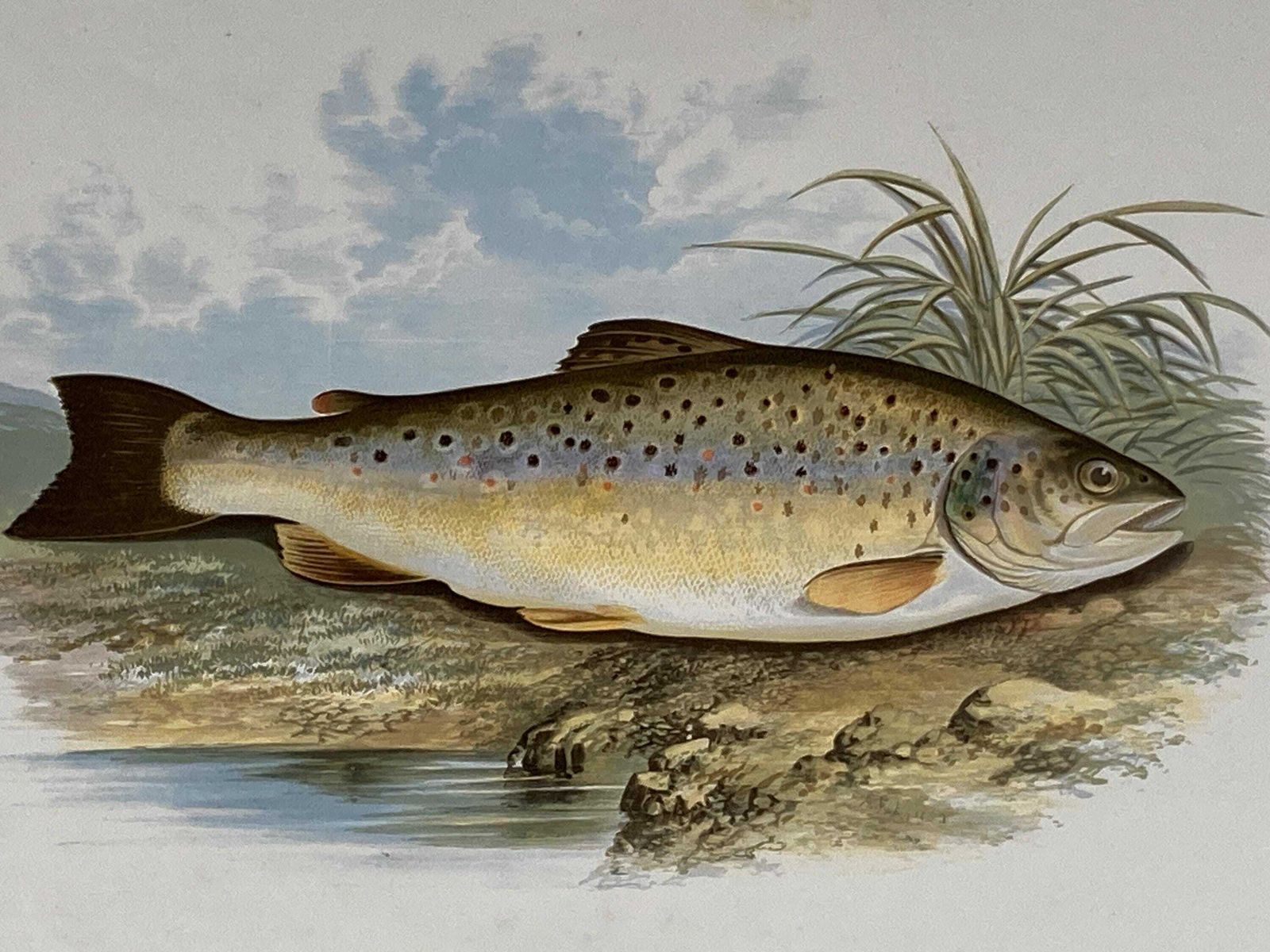 145 Year Old Antique Chromolithograph “Common Trout” By Alexander Francis Lydon (1879) photo furniture