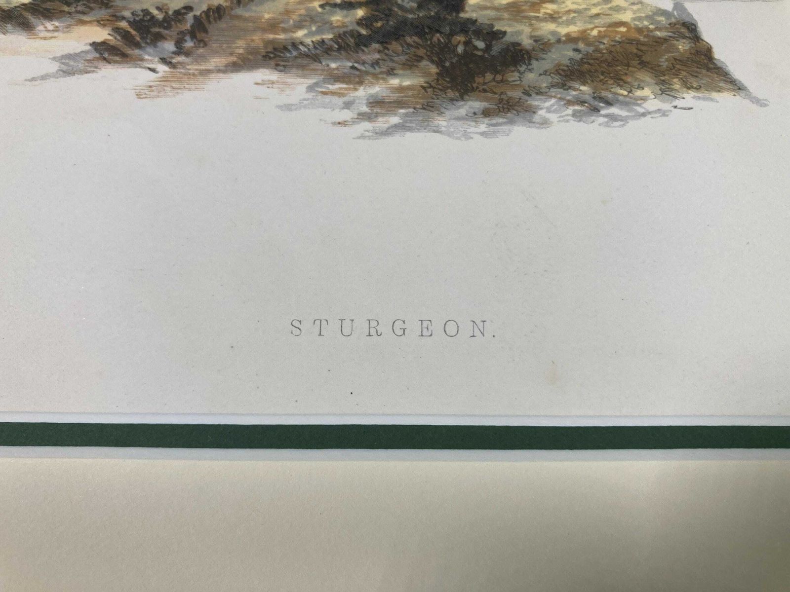 145 Year Old Antique Chromolithograph “Sturgeon” By Alexander Francis Lydon (1879) photo furniture