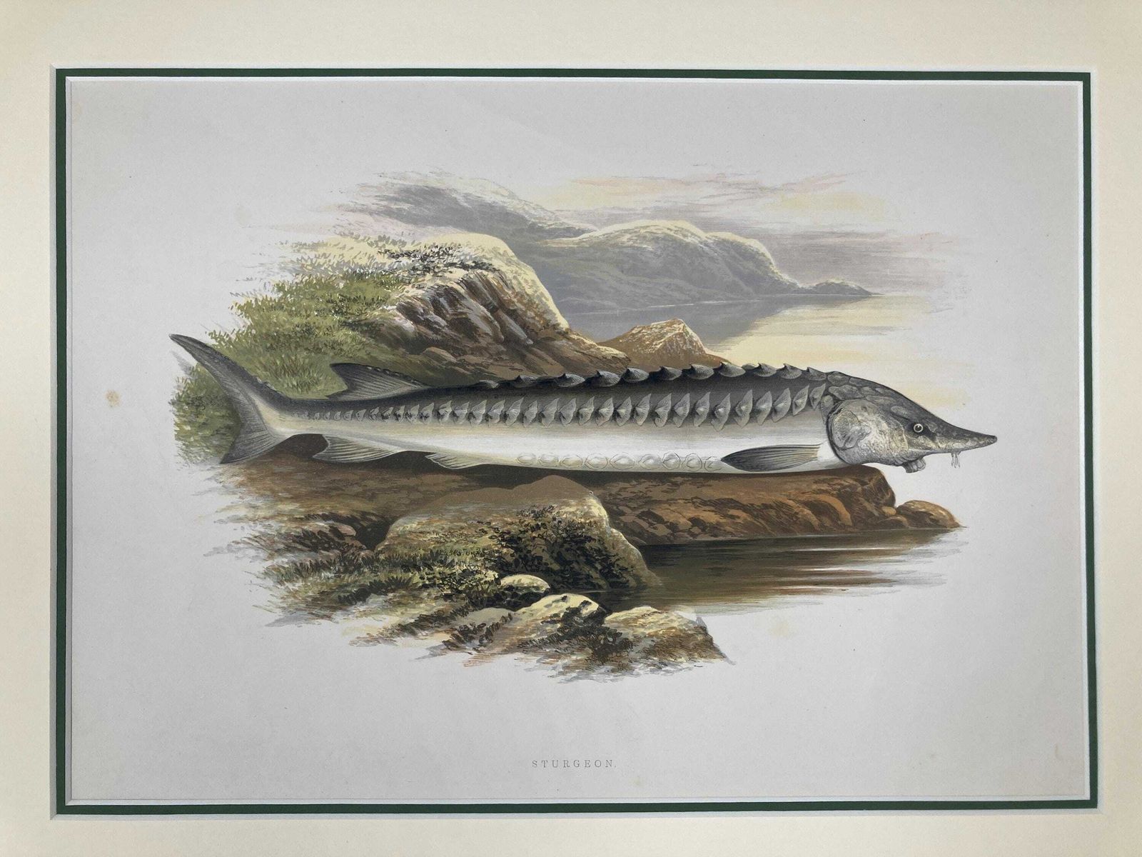 photo for sale 145 Year Old Antique Chromolithograph “Sturgeon” By Alexander Francis Lydon (1879)