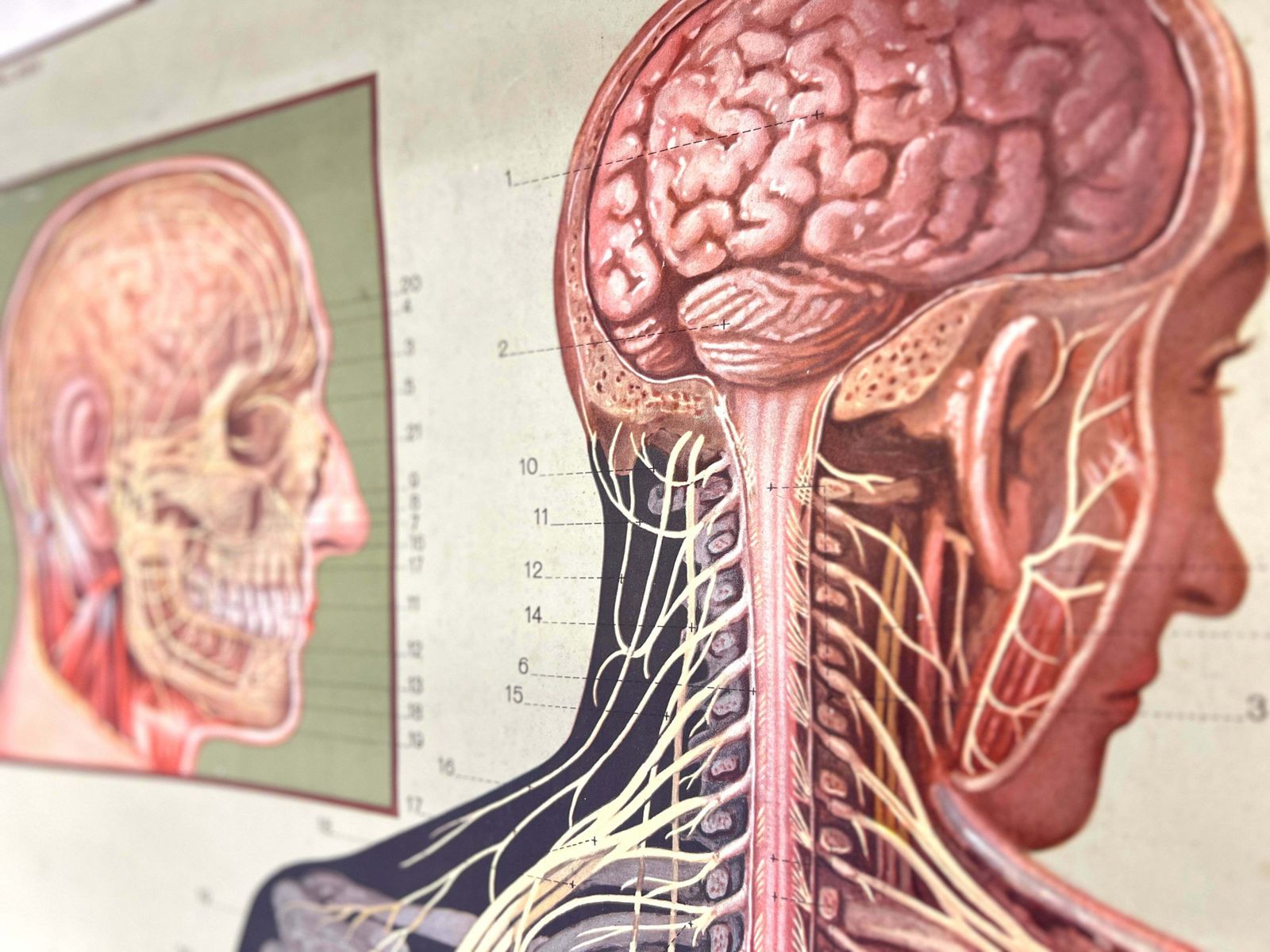 Deutsches Hygiene Museum, Life Size Nervous System Anatomical Poster photo furniture