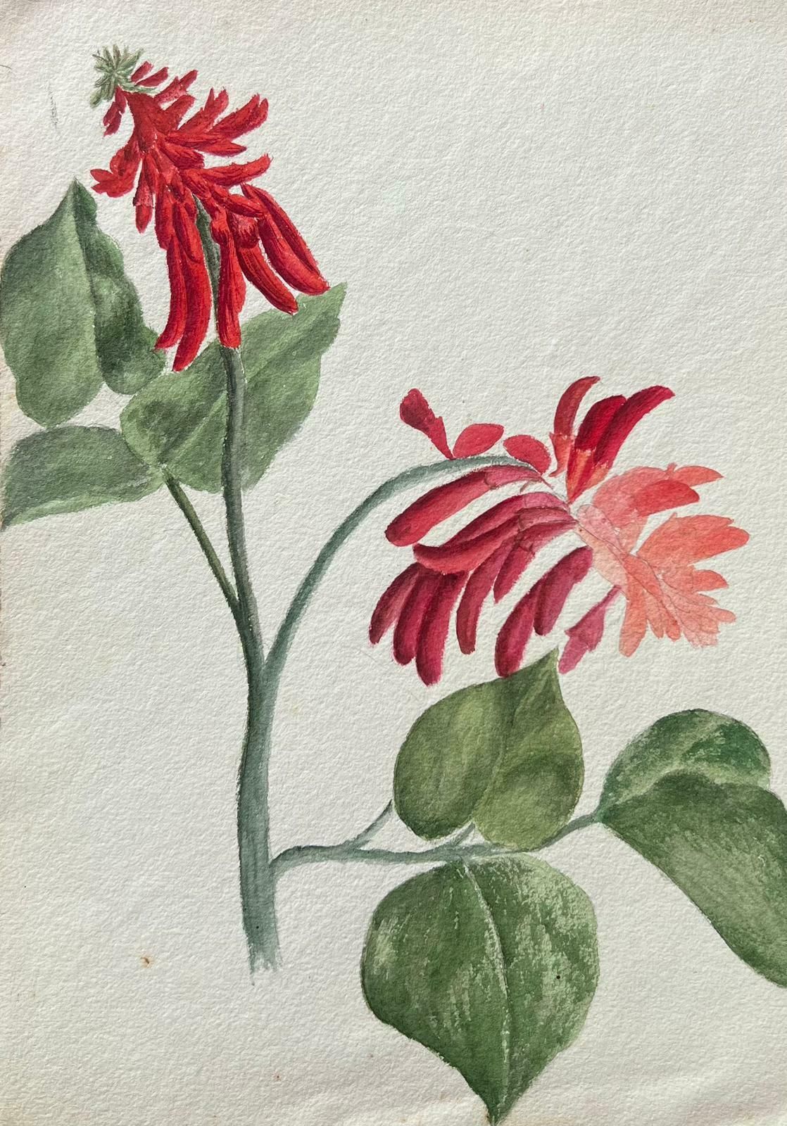 Caroline Worsleyfine Antique British Botanical Painting Red Erythrina Flowerc.1900's