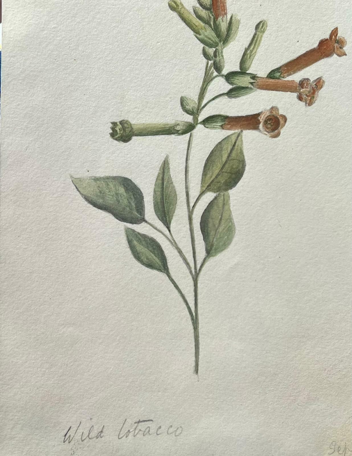 Caroline Worsleyfine Antique British Botanical Painting Wild Tobacco Plantc.1900's photo furniture