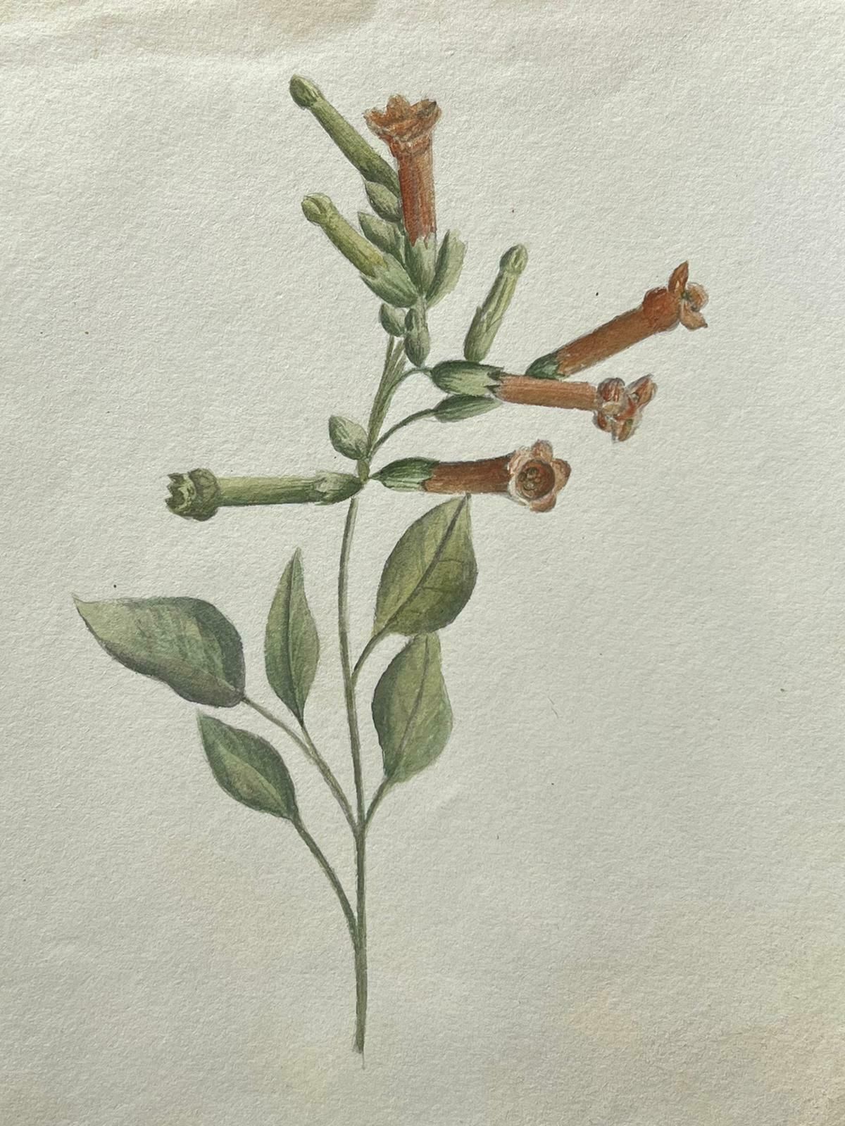 Caroline Worsleyfine Antique British Botanical Painting Wild Tobacco Plantc.1900's photo for sale